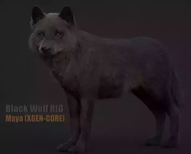 Black Wolf XGEN CORE RIG 3D model