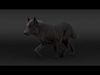 Black Wolf XGEN CORE RIG 3D model_1