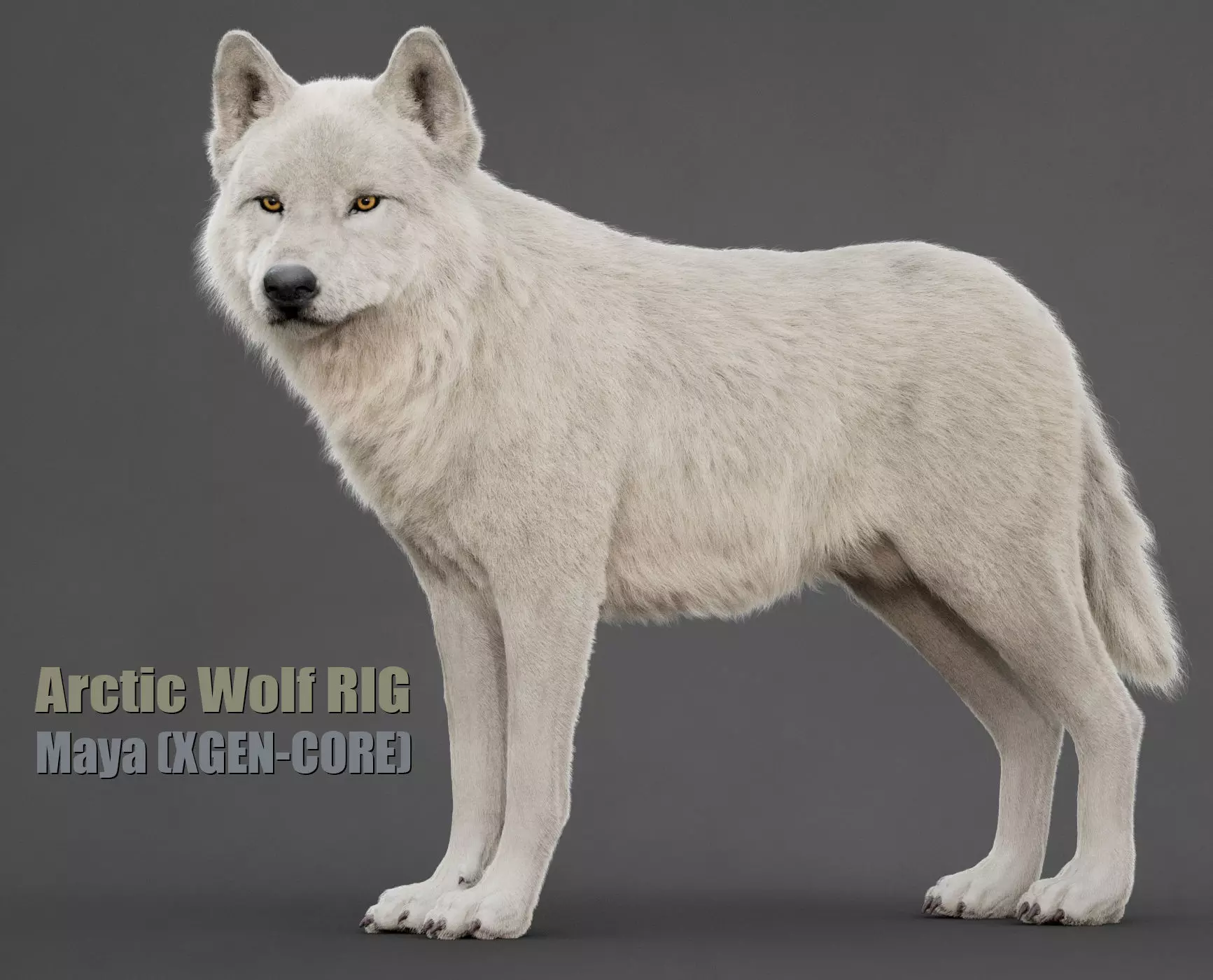 Arctic Wolf XGEN CORE RIG 3D model_0