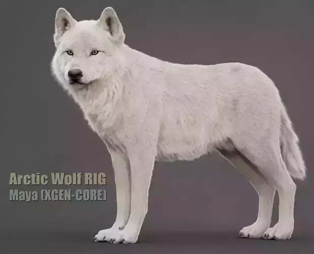 Arctic Wolf XGEN CORE RIG 3D model