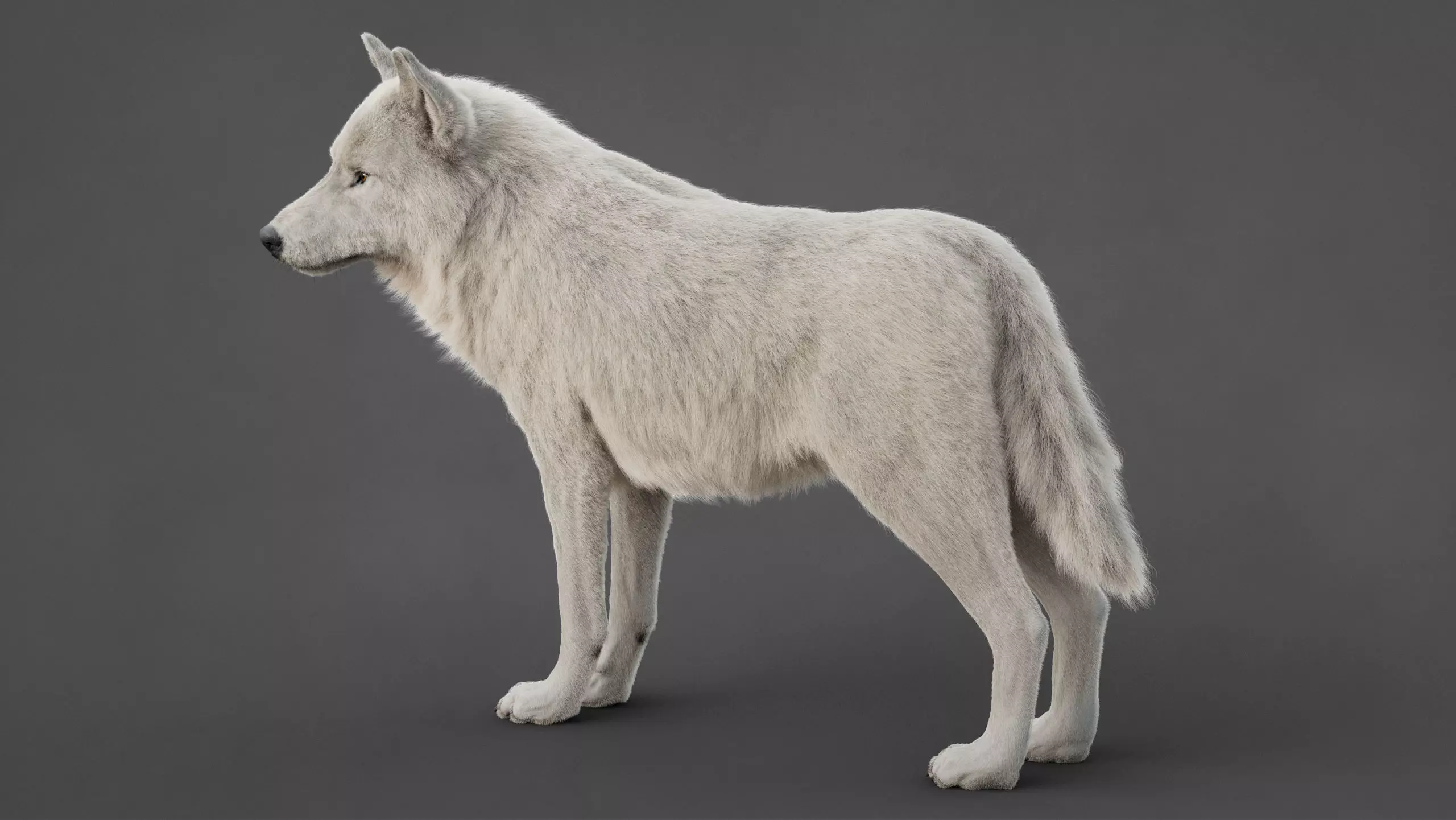 Arctic Wolf XGEN CORE RIG 3D model_11