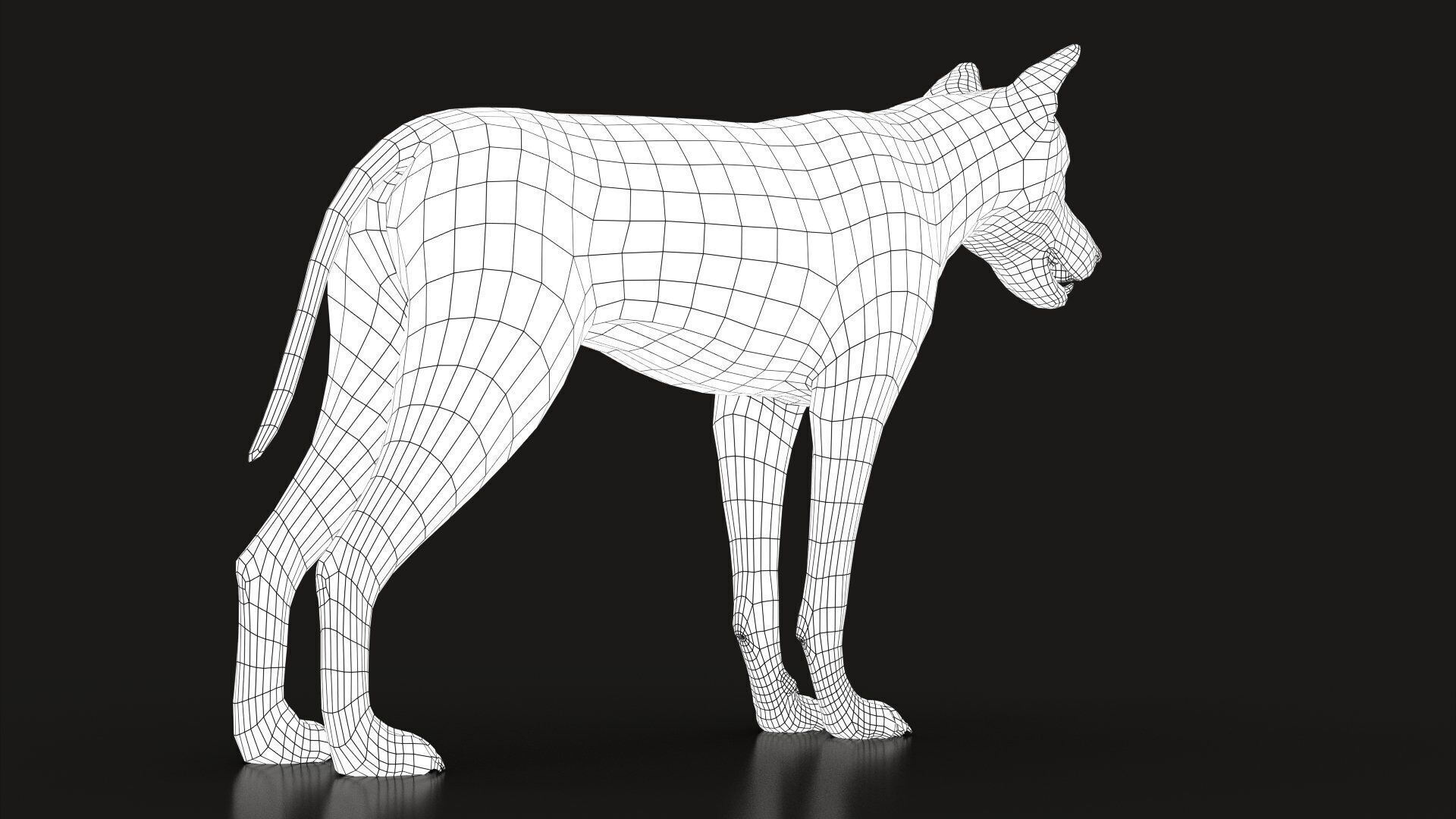 Arctic Wolf XGEN CORE RIG 3D model_20