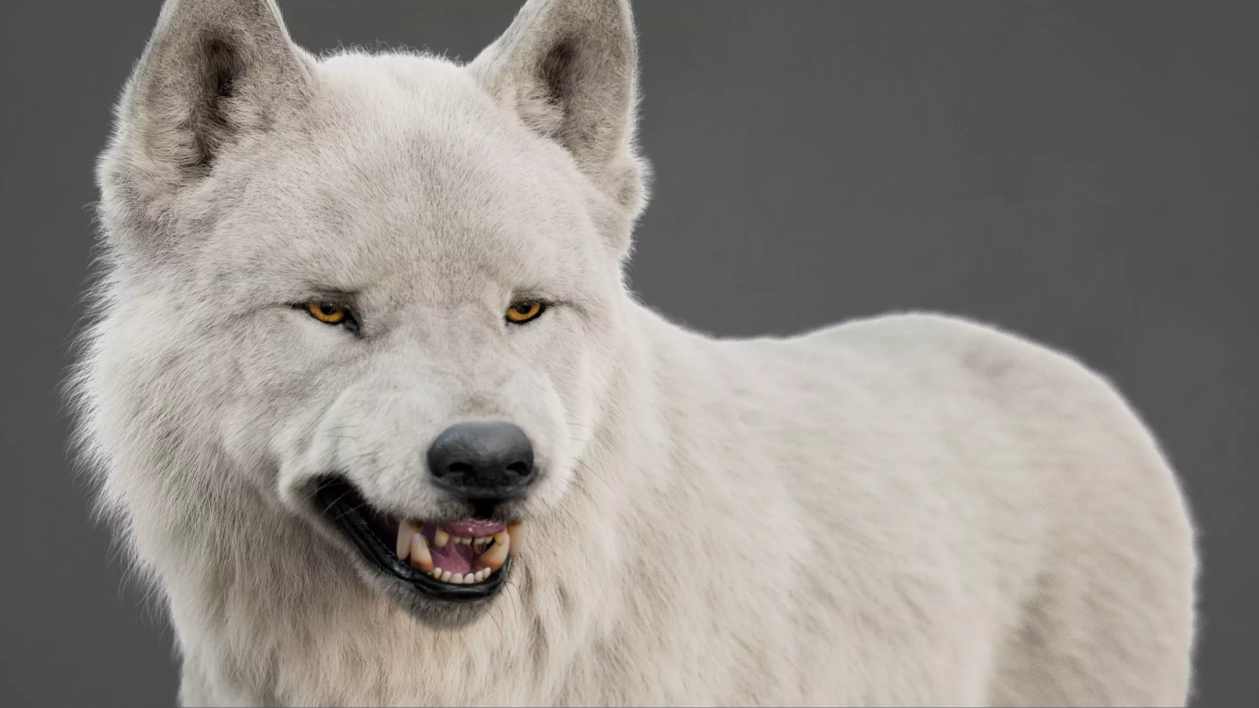 Arctic Wolf XGEN CORE RIG 3D model_5