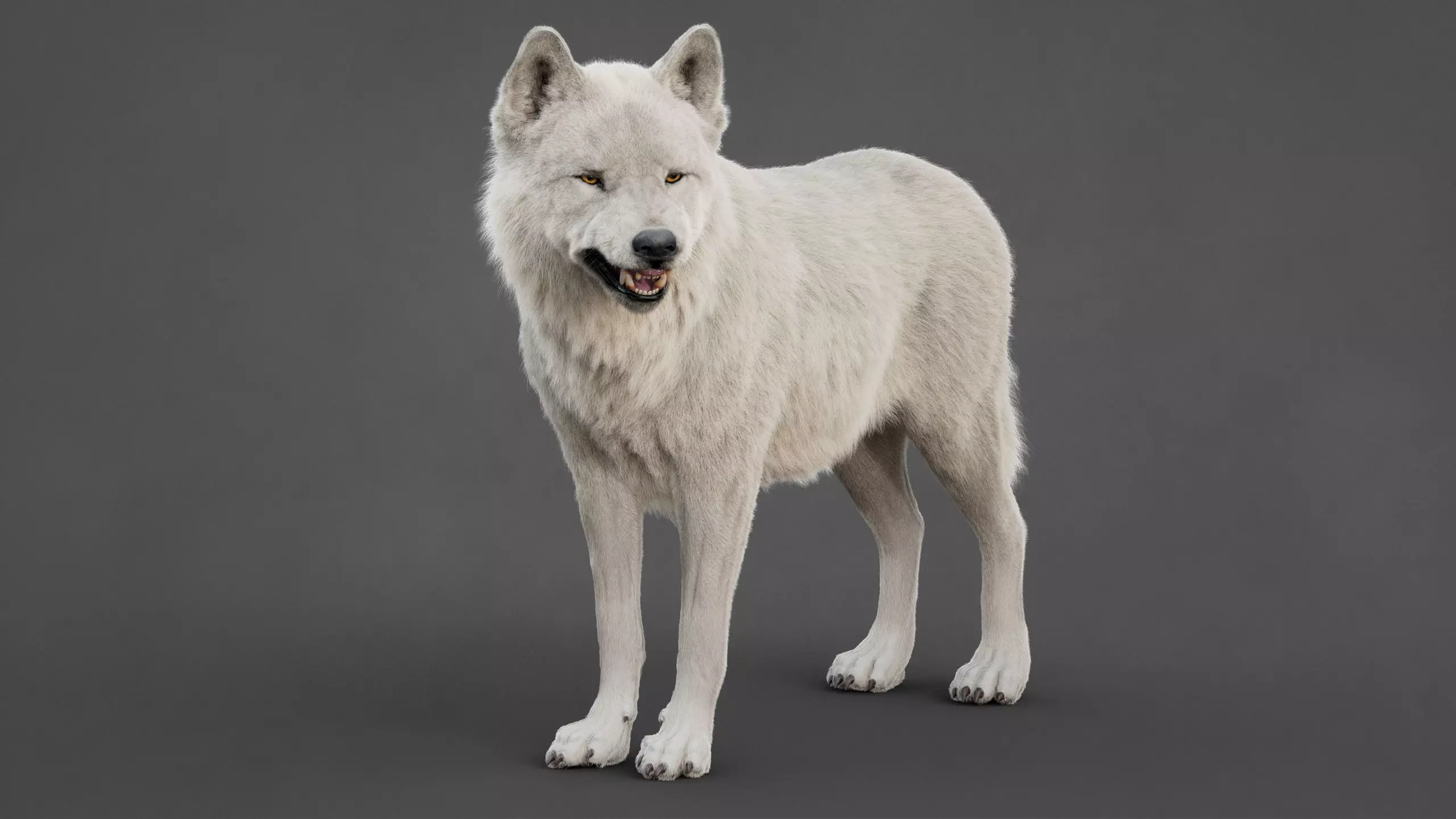 Arctic Wolf XGEN CORE RIG 3D model_7