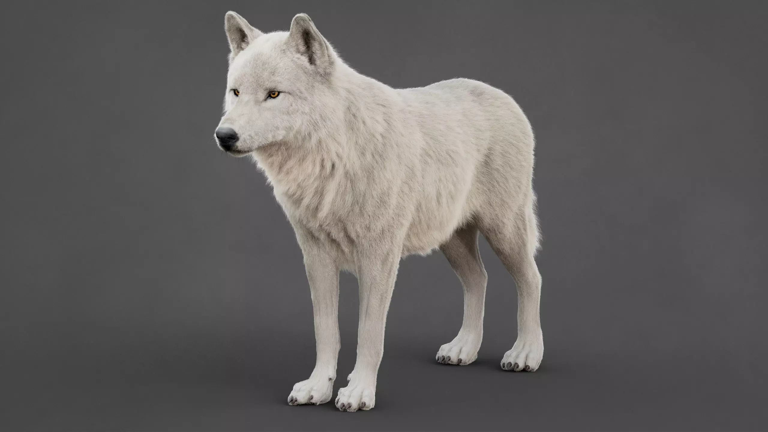 Arctic Wolf XGEN CORE RIG 3D model_9