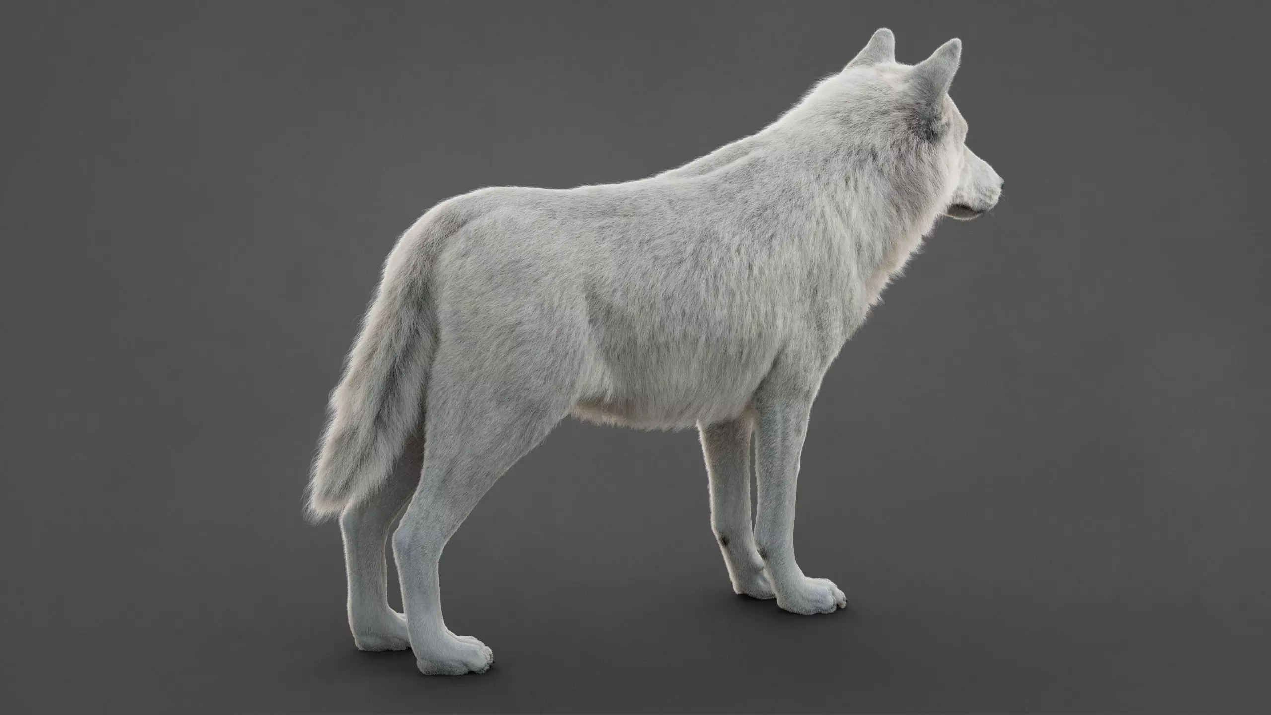 Arctic Wolf XGEN CORE RIG 3D model_8