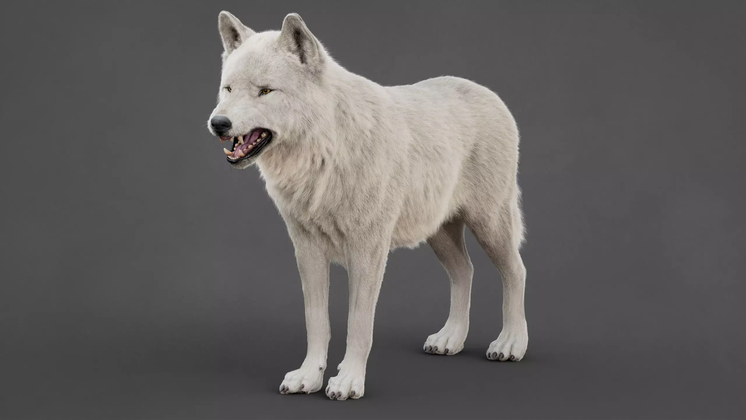 Arctic Wolf XGEN CORE RIG 3D model_10