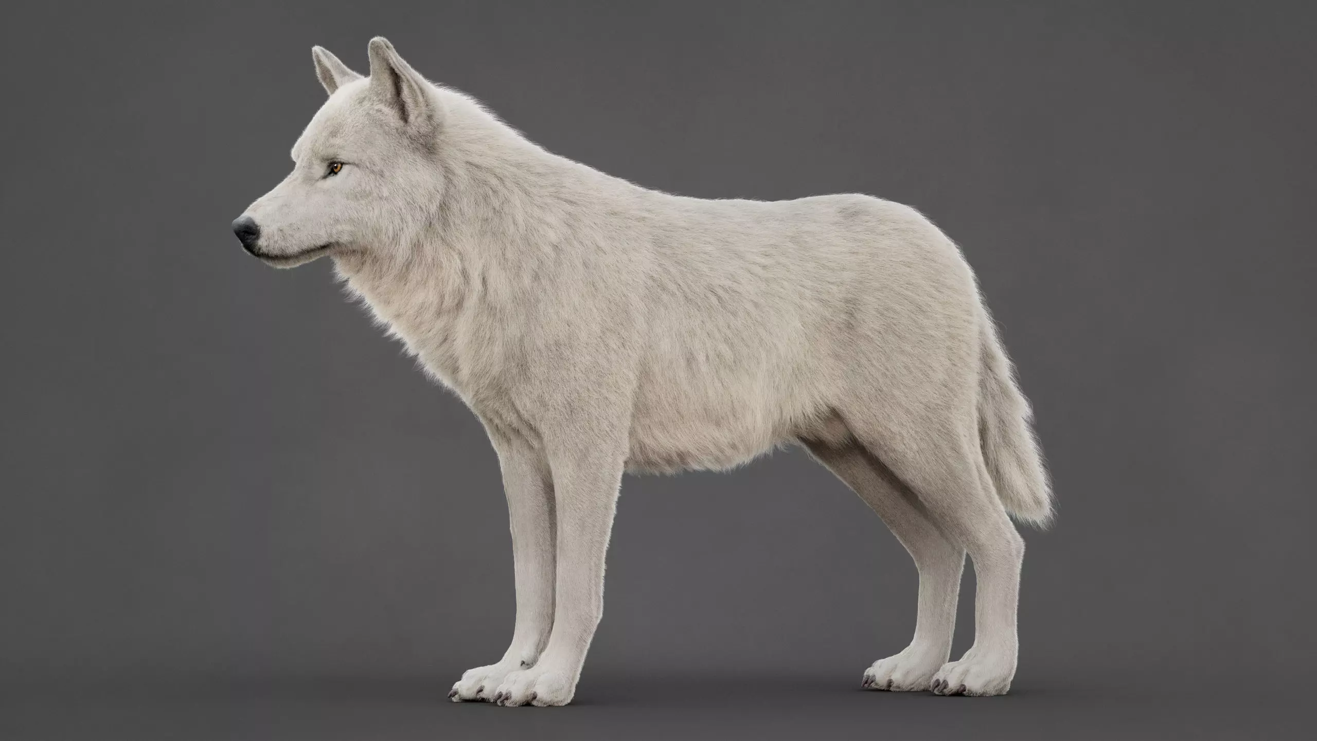 Arctic Wolf XGEN CORE RIG 3D model_6