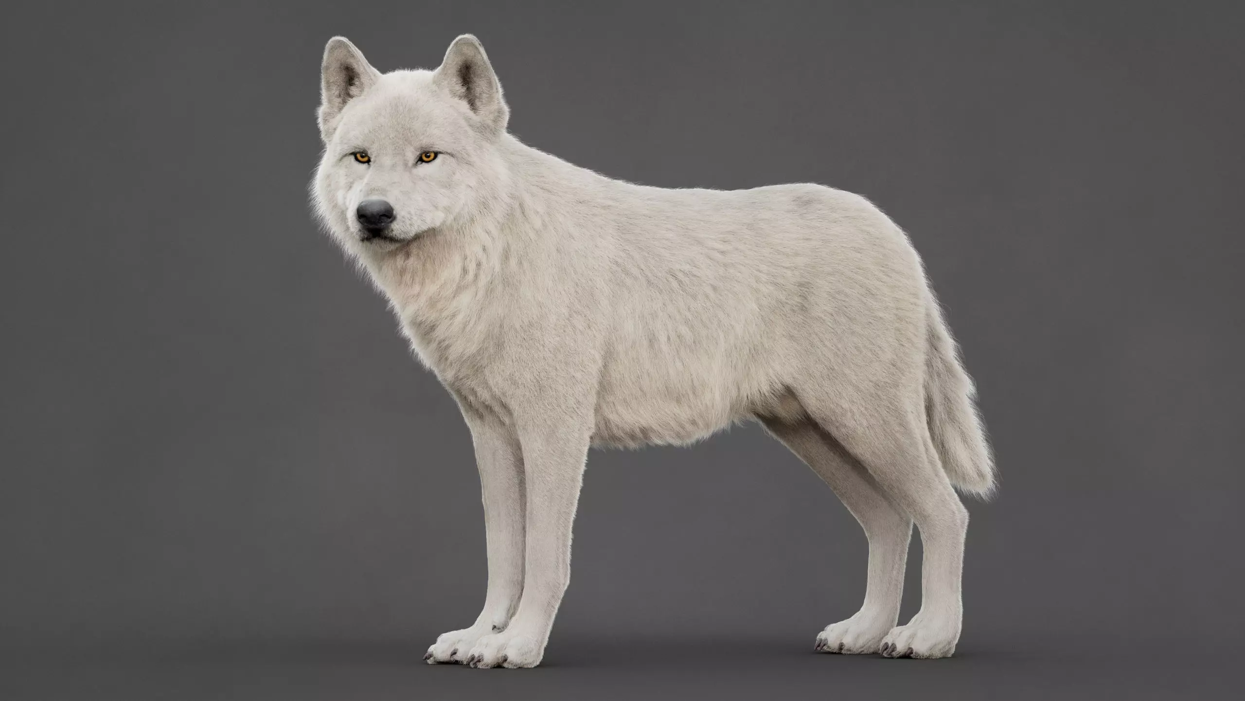 Arctic Wolf XGEN CORE RIG 3D model_2