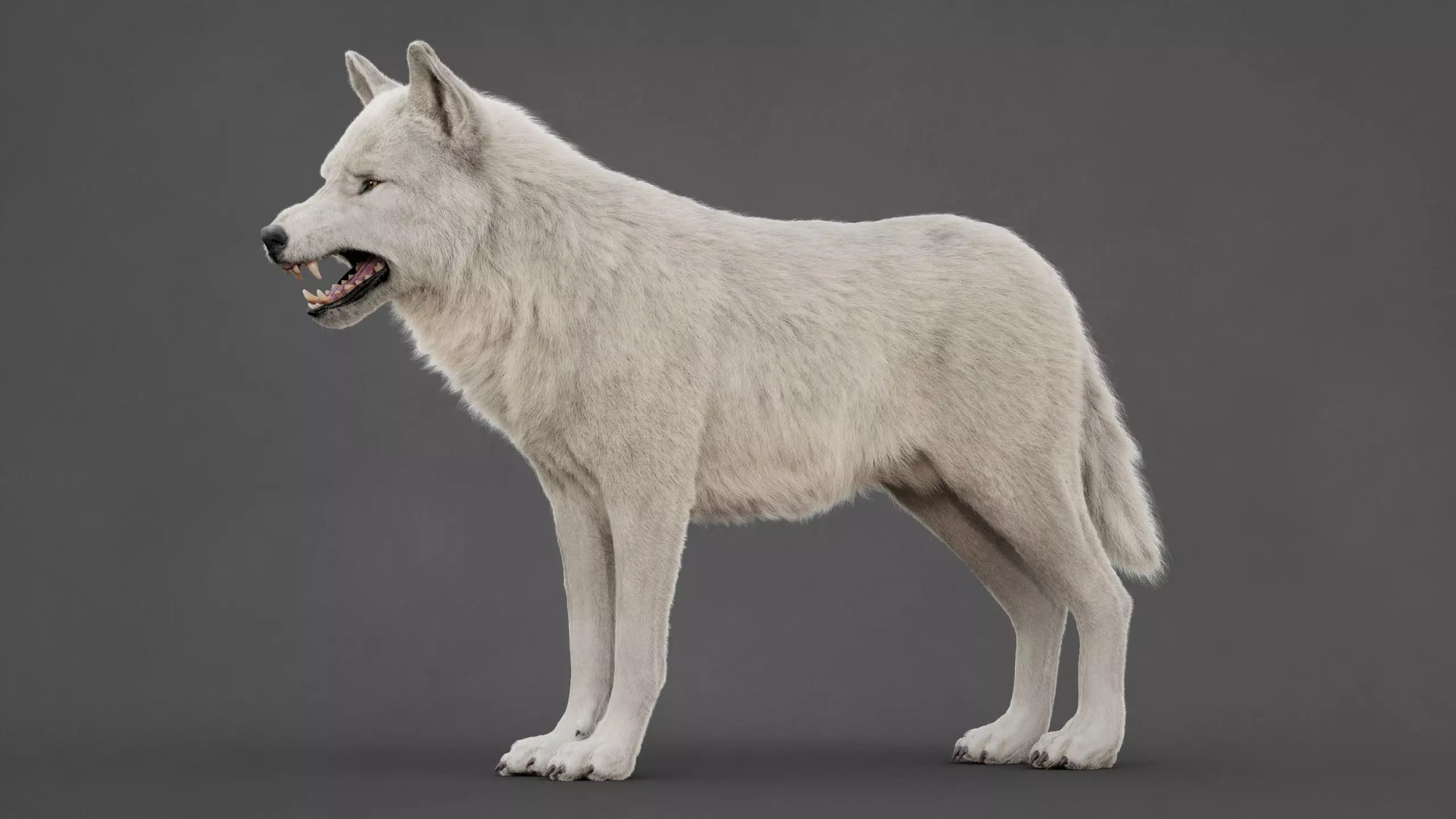 Arctic Wolf XGEN CORE RIG 3D model_3