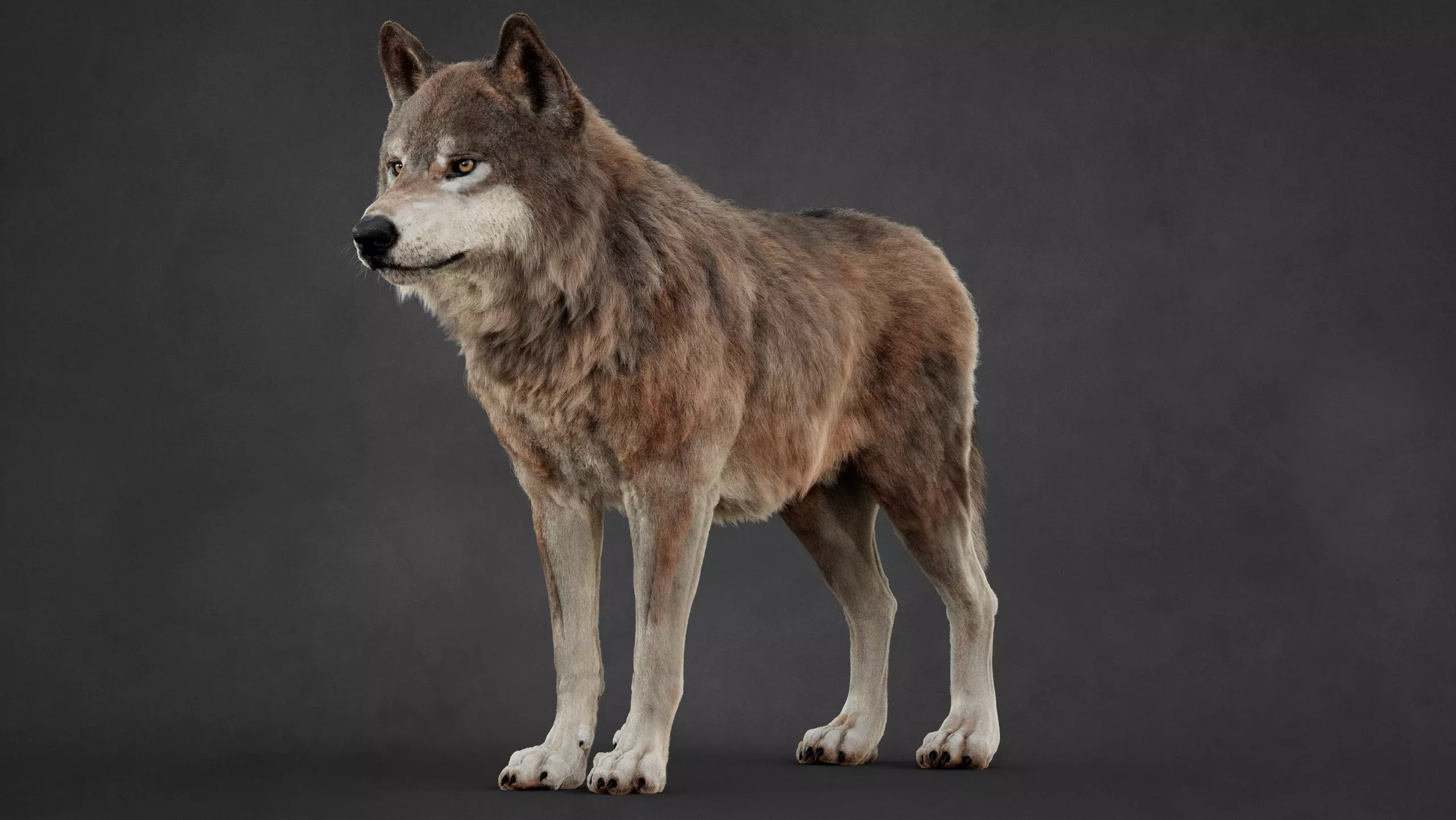 Wolf XGEN CORE RIG 3D model_4