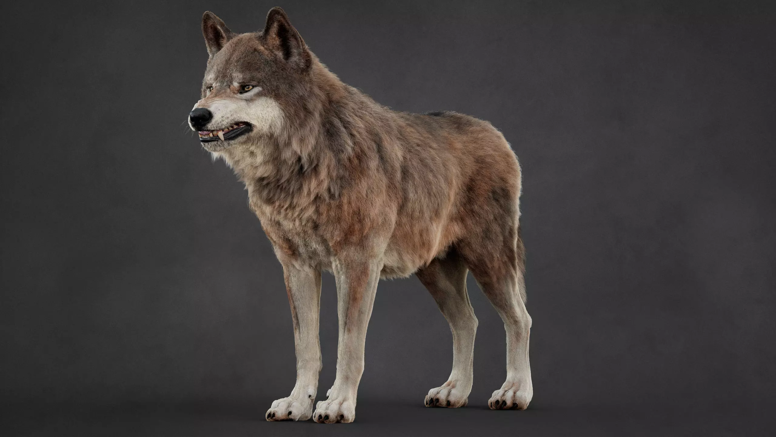 Wolf XGEN CORE RIG 3D model_5