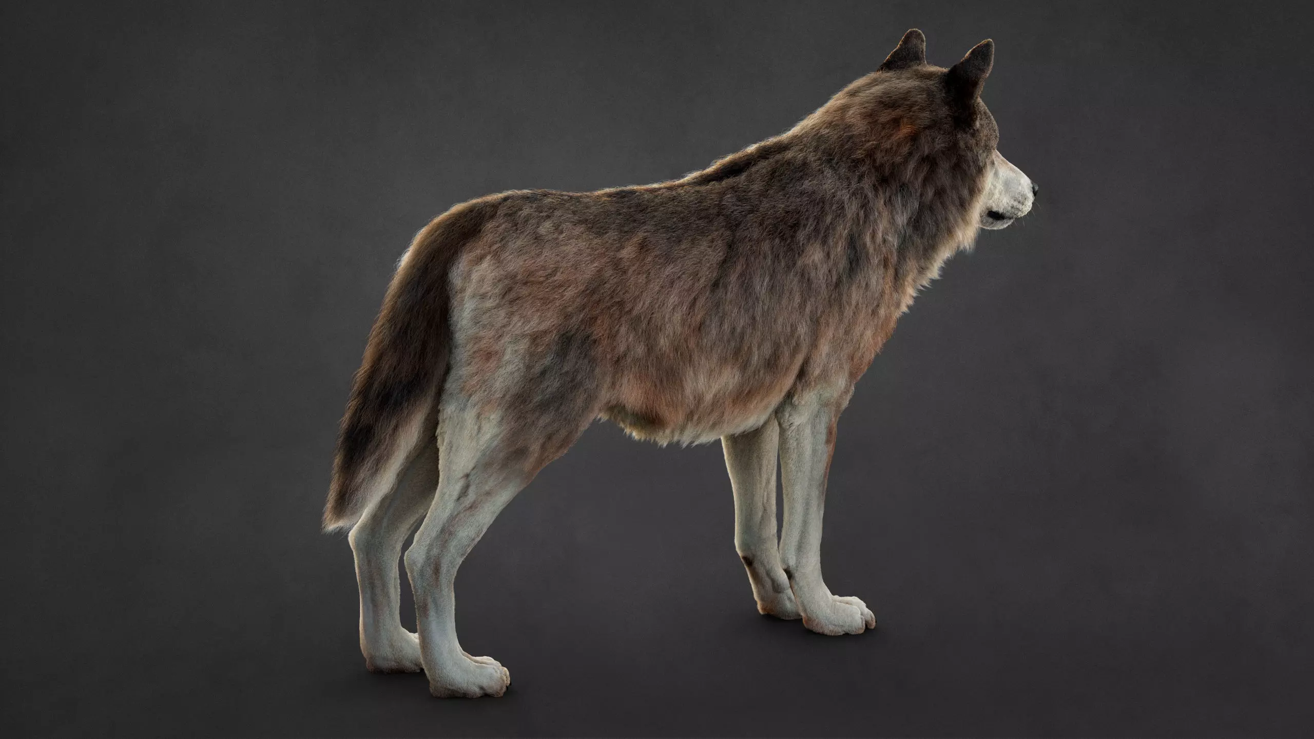 Wolf XGEN CORE RIG 3D model_11