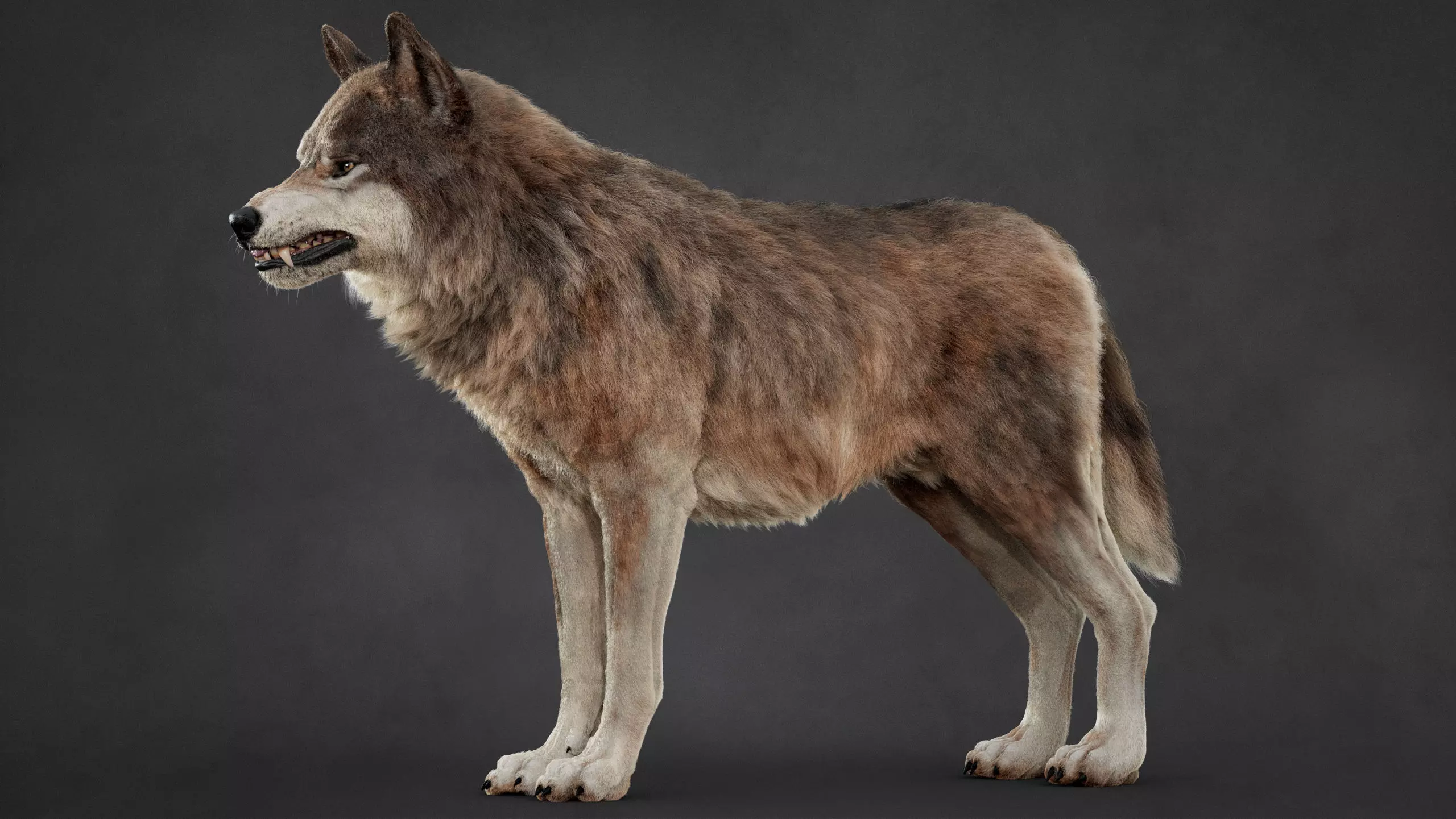 Wolf XGEN CORE RIG 3D model_2