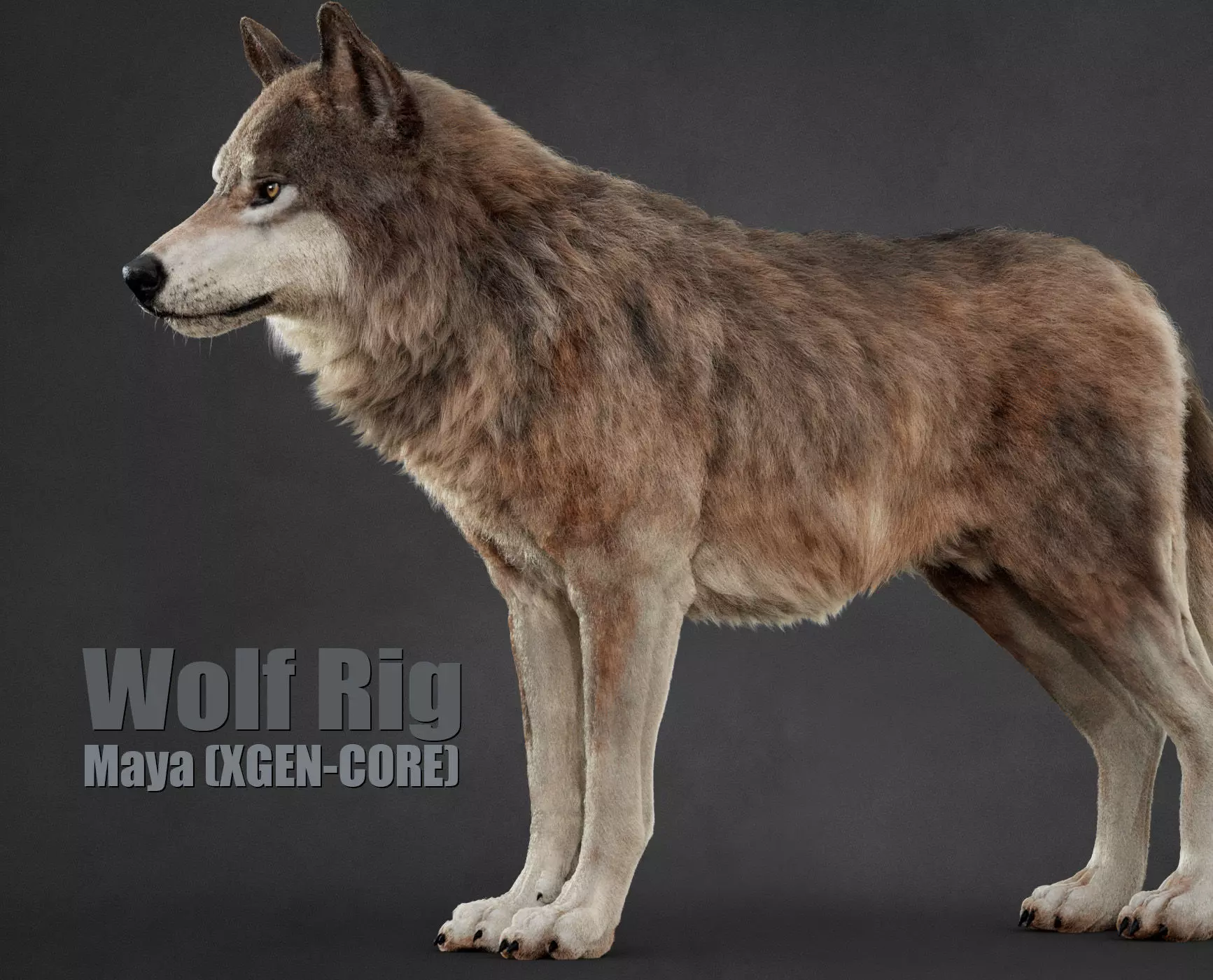 Wolf XGEN CORE RIG 3D model_0