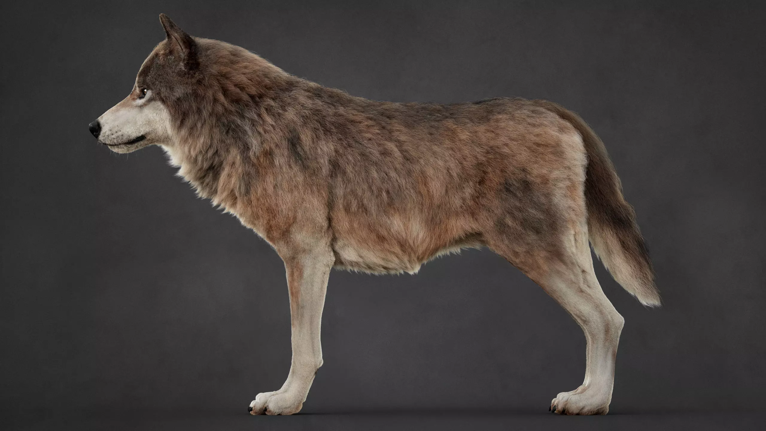 Wolf XGEN CORE RIG 3D model_6