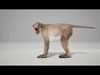 Rhesus Monkey Rig UNREAL project   Maya base rig 3D model_4