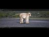 Rhesus Monkey Rig UNREAL project   Maya base rig 3D model_5