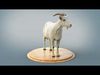 Brown Goat static Xgen Core 3D model_1