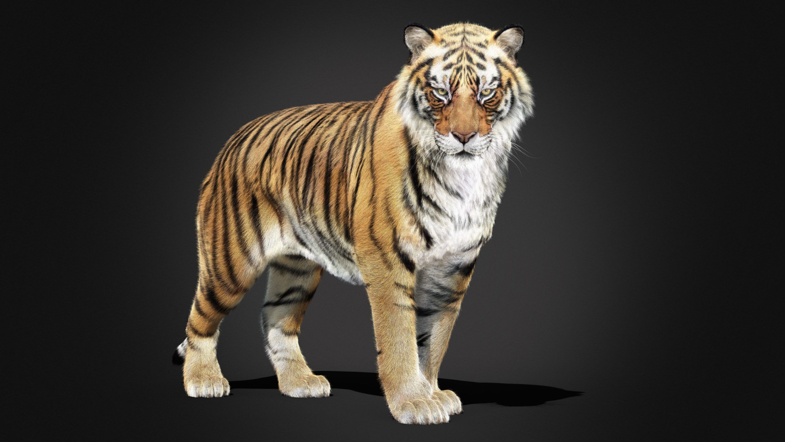 Tiger 2025 RIG Xgen core 3D model_4