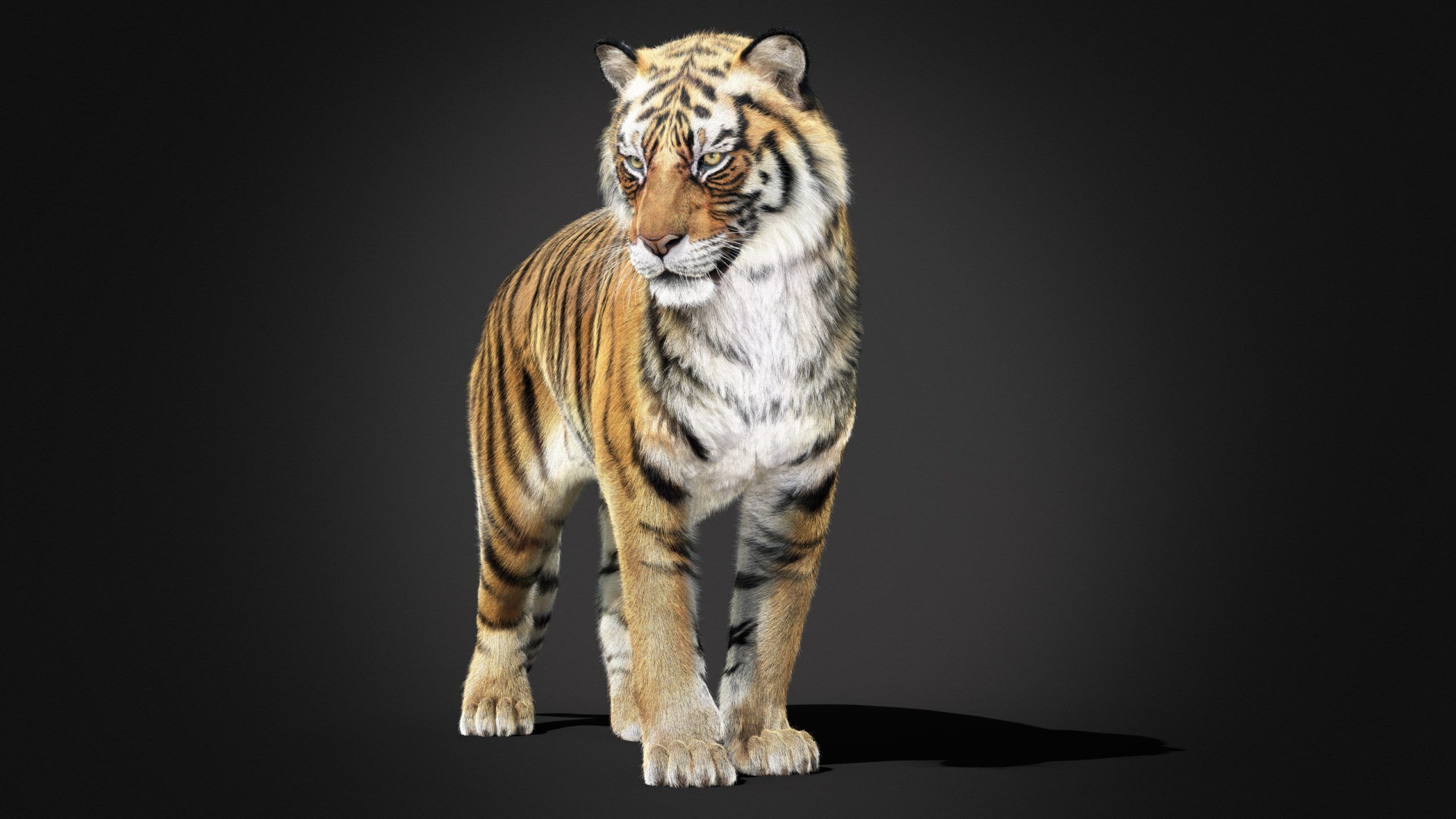 Tiger 2025 RIG Xgen core 3D model_6