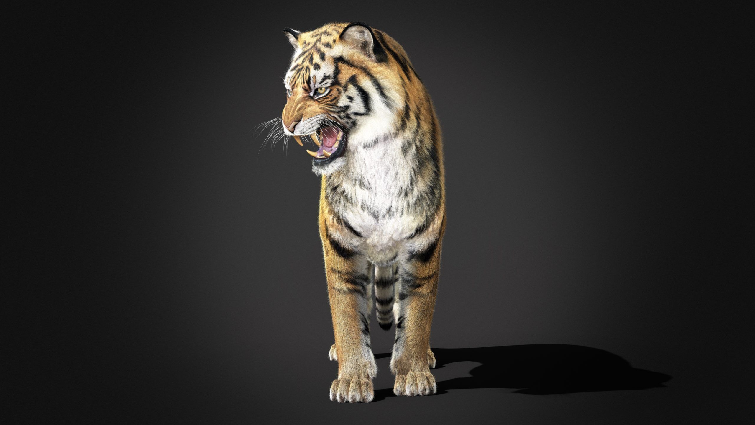 Tiger 2025 RIG Xgen core 3D model_5