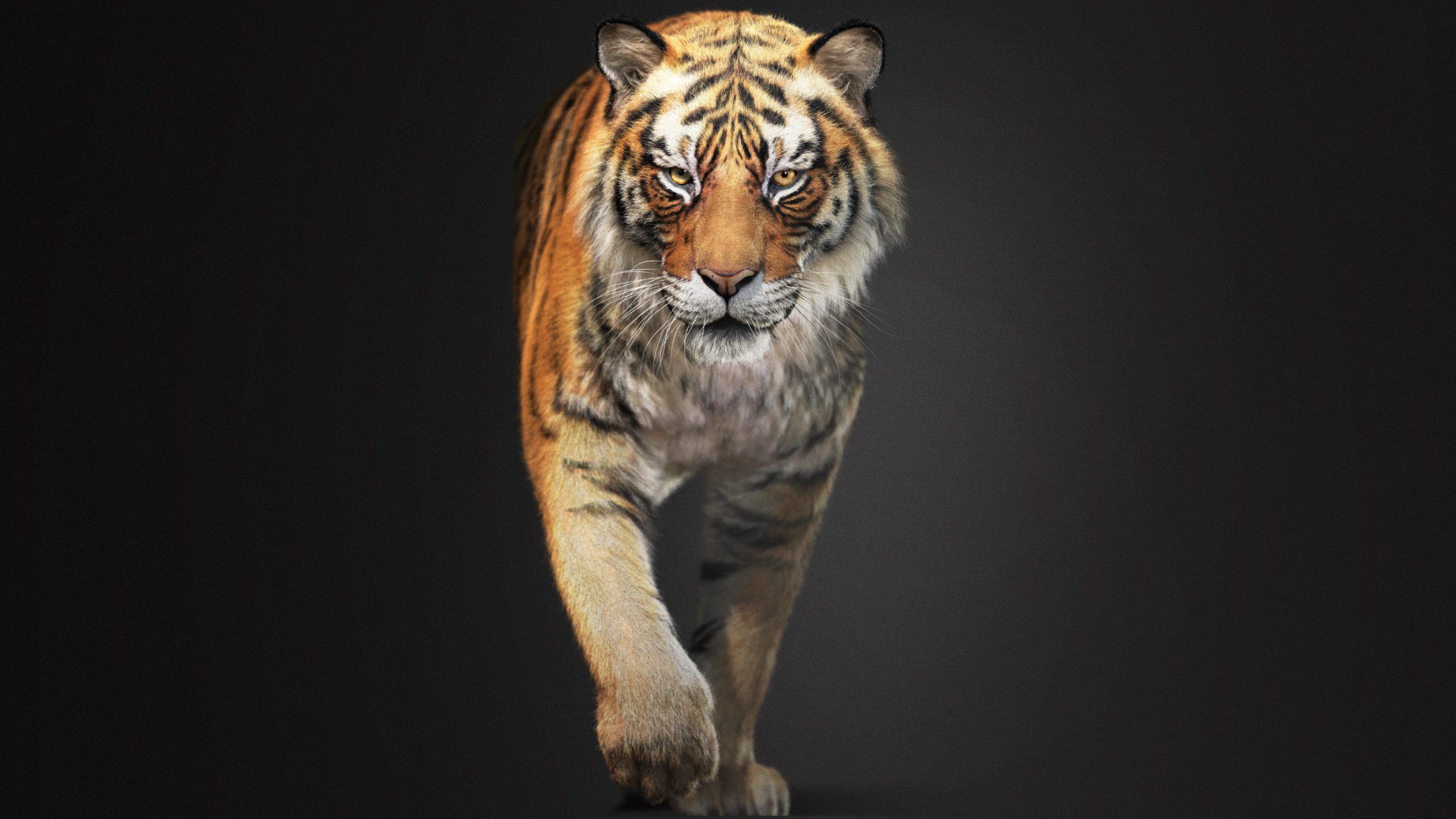 Tiger 2025 RIG Xgen core 3D model_7