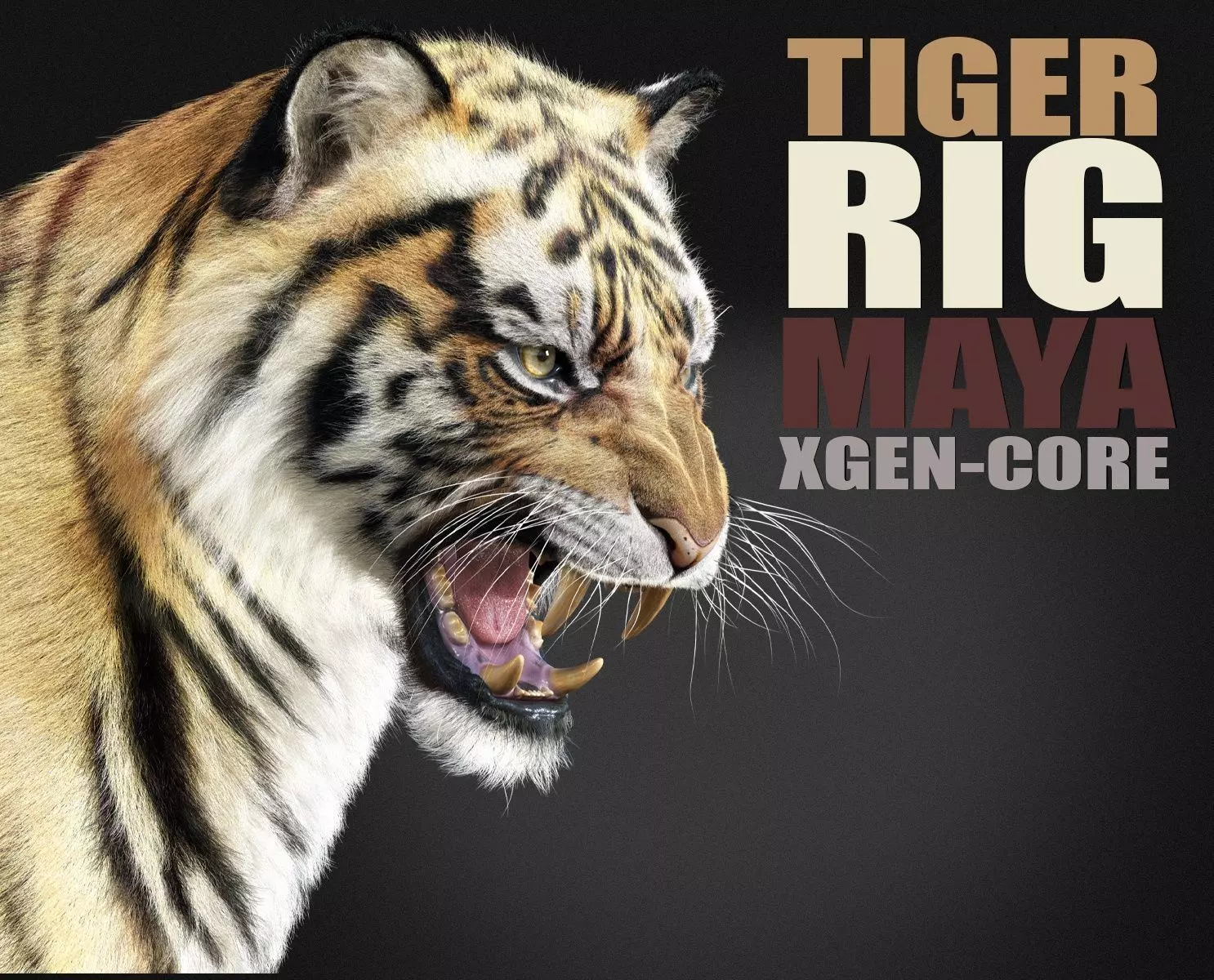 Tiger 2025 RIG Xgen core 3D model_0