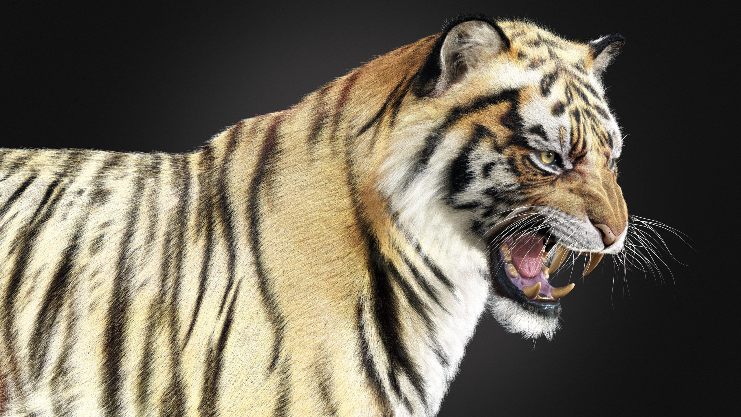 Tiger 2025 RIG Xgen core 3D model_1