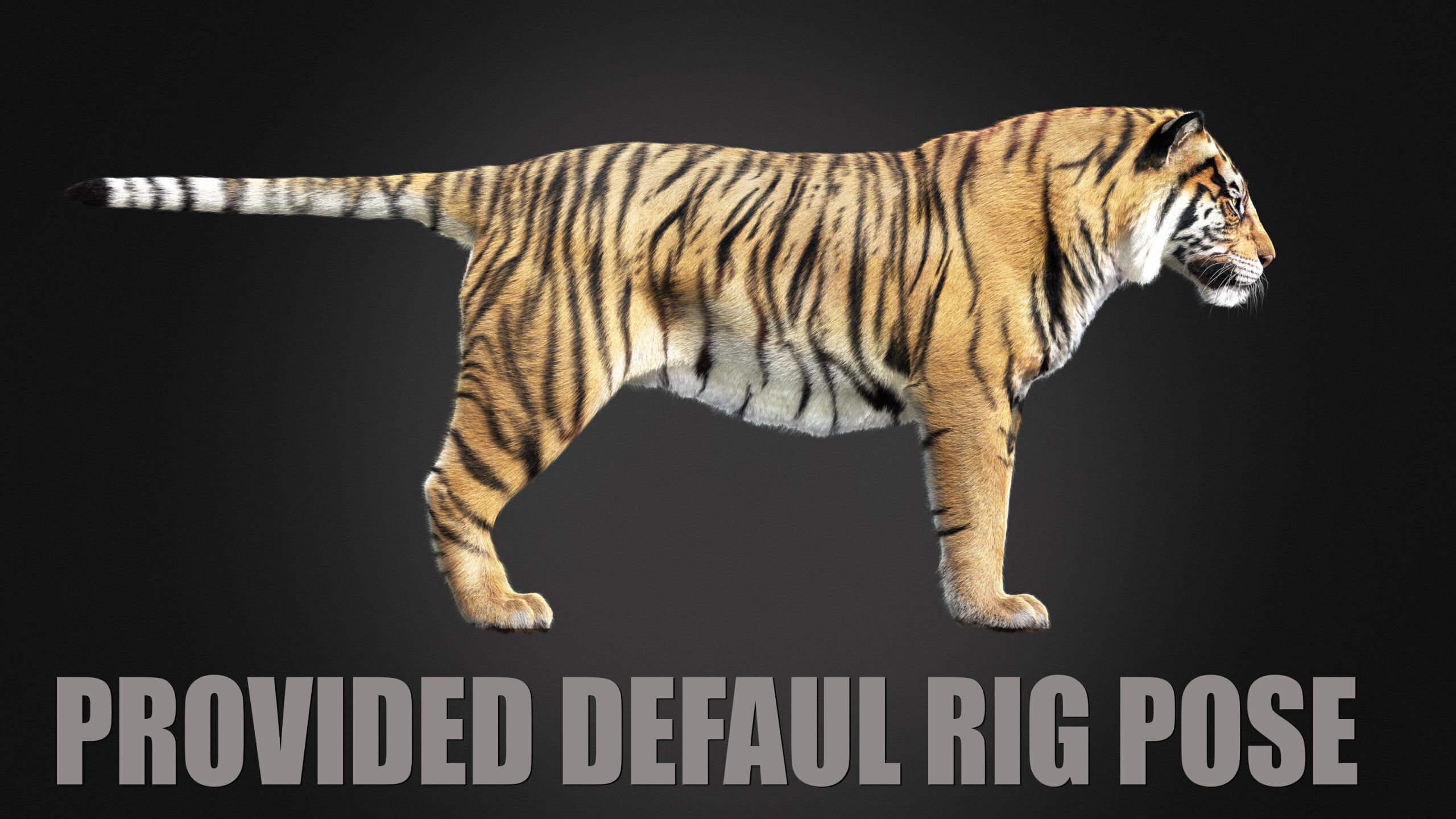 Tiger 2025 RIG Xgen core 3D model_8