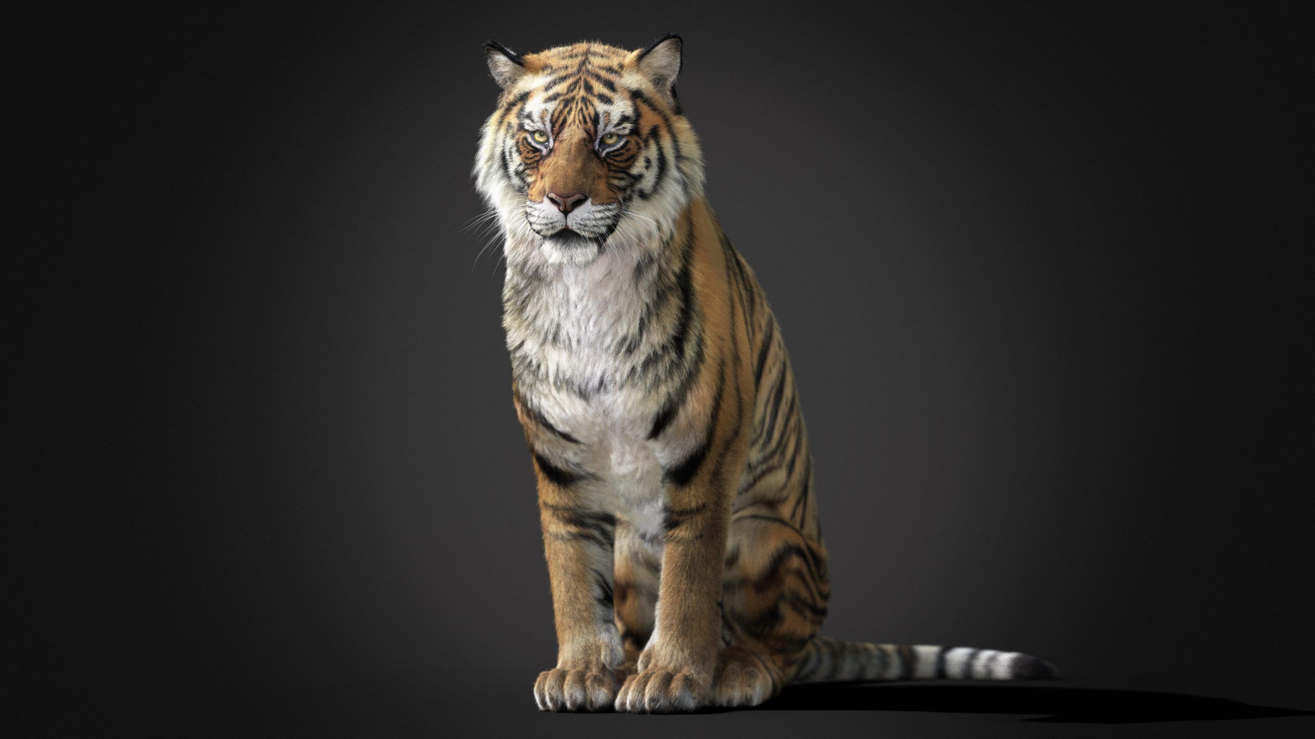 Tiger 2025 RIG Xgen core 3D model_3