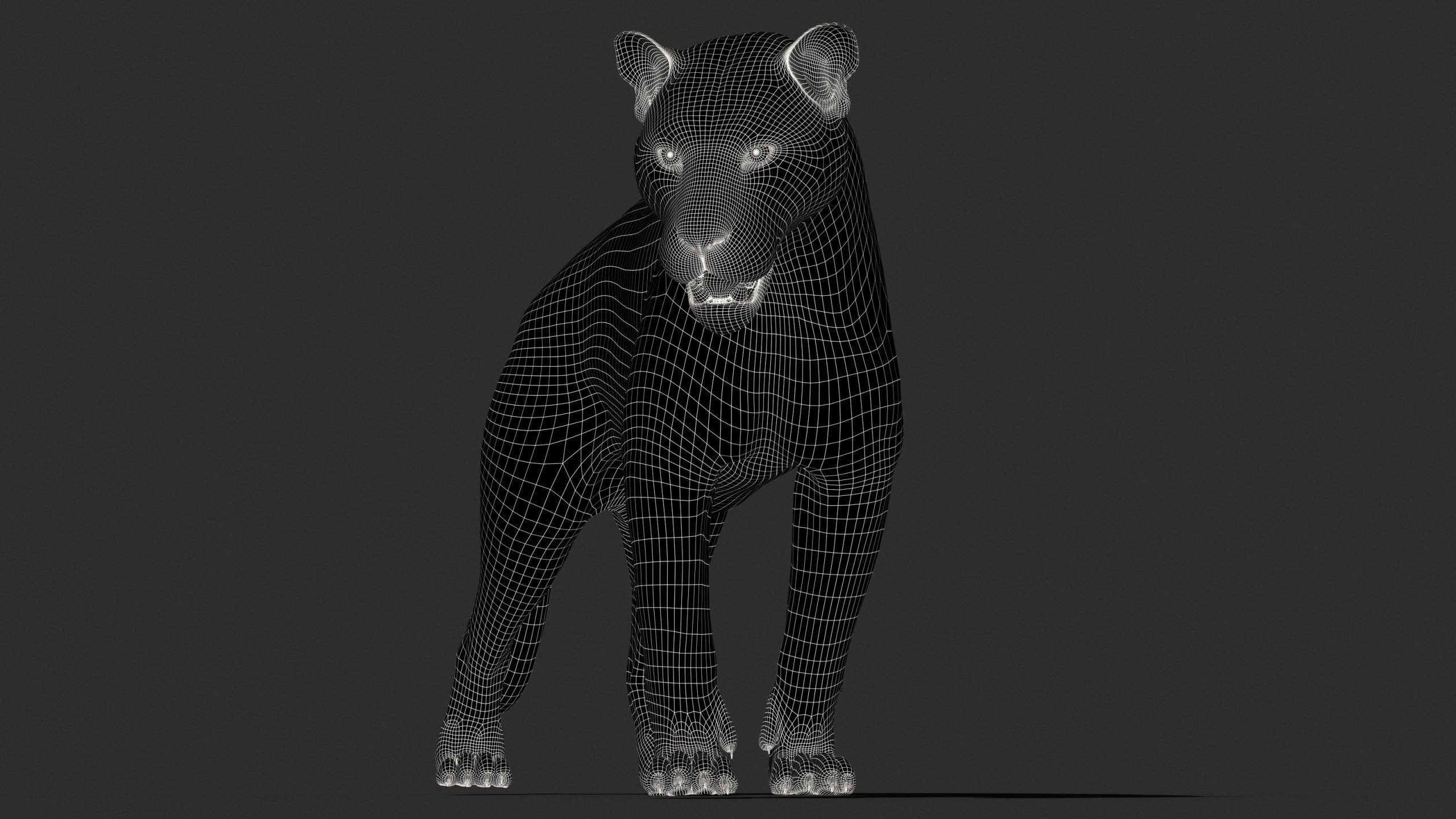 Tiger 2025 RIG Xgen core 3D model_13