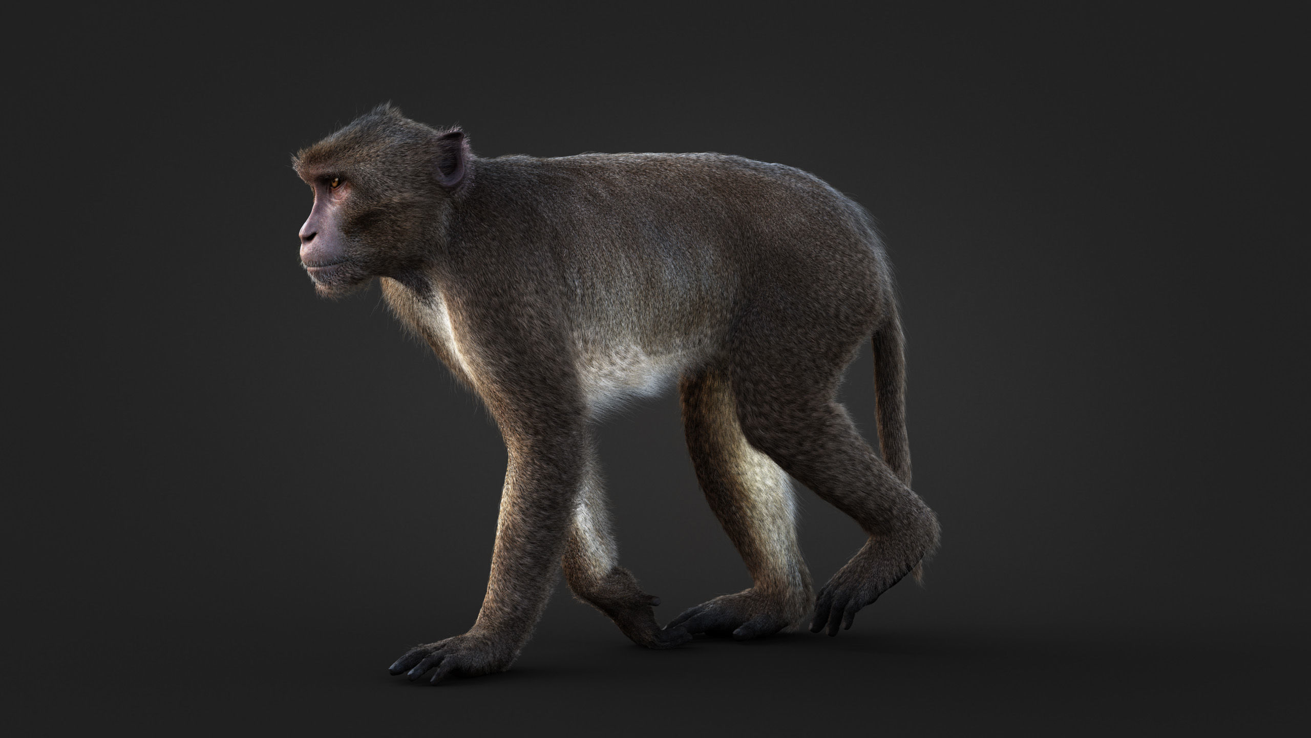 Rhesus Monkey RIG Xgen core 3D model_10