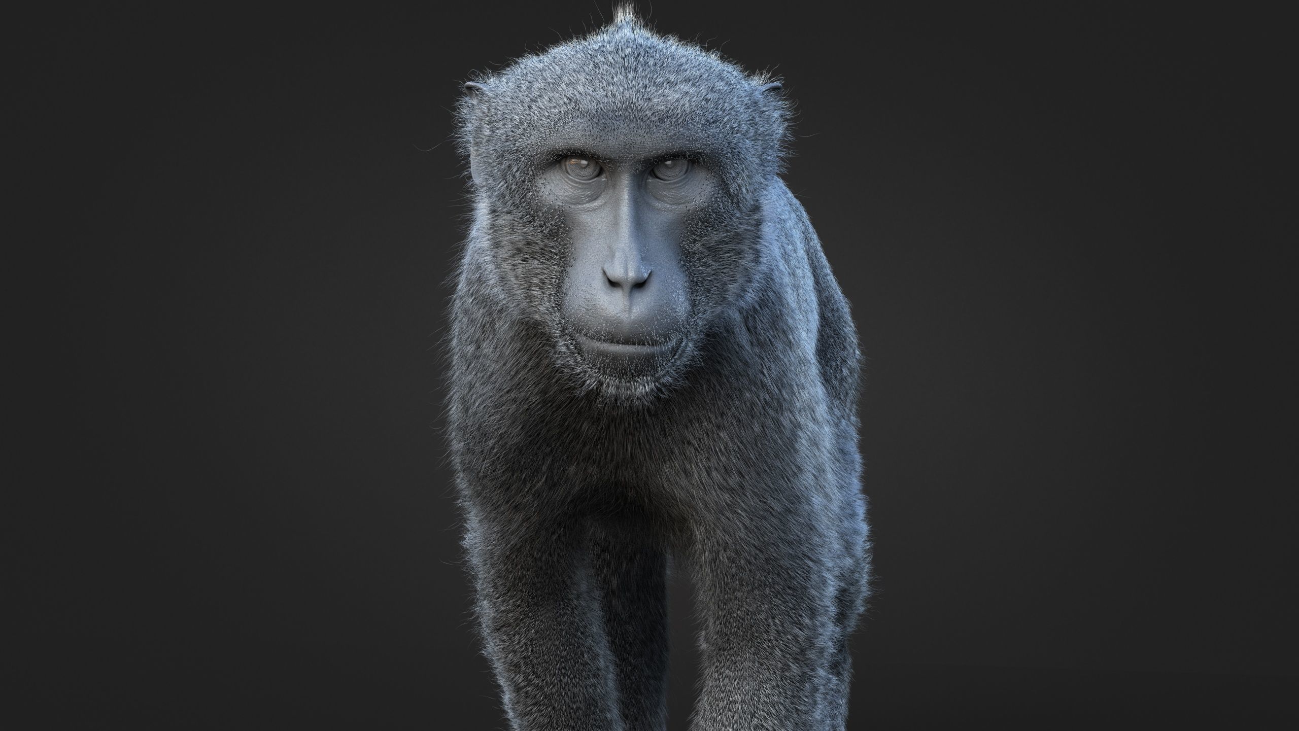 Rhesus Monkey RIG Xgen core 3D model_13