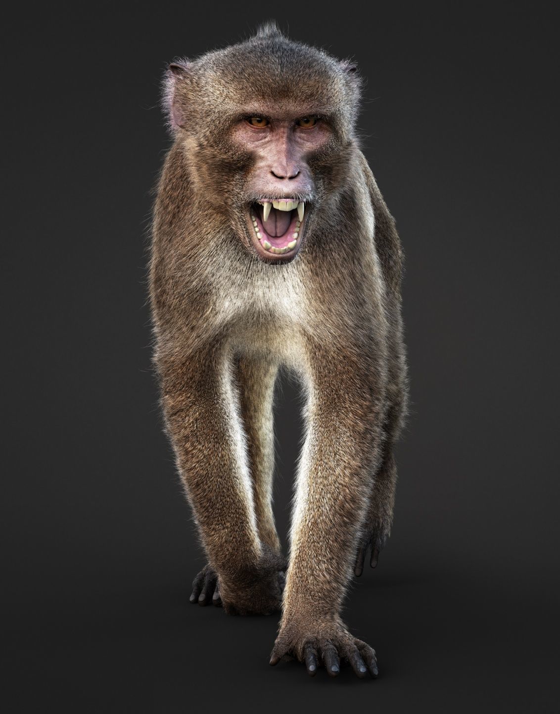 Rhesus Monkey RIG Xgen core 3D model_6
