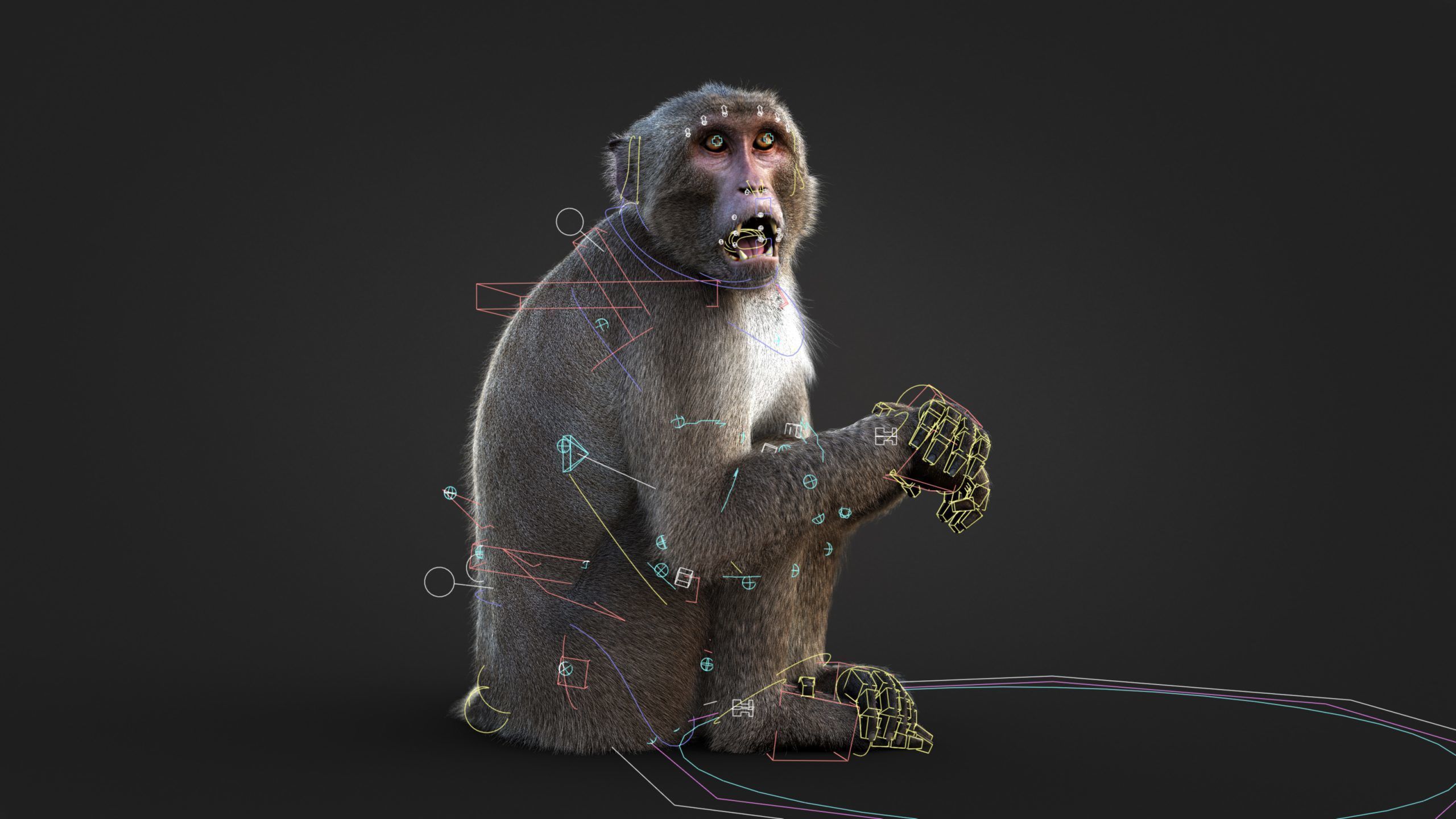 Rhesus Monkey RIG Xgen core 3D model_3