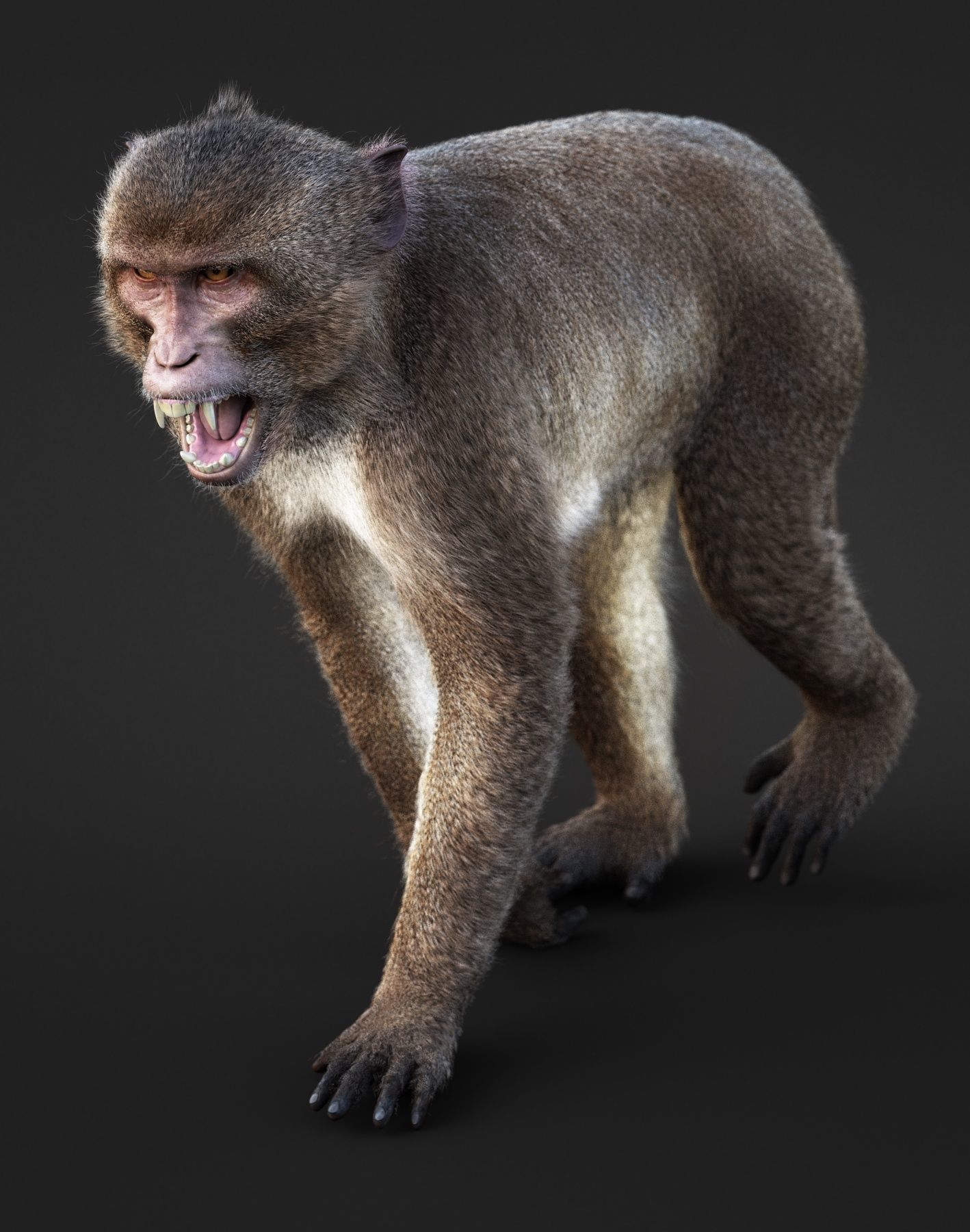 Rhesus Monkey RIG Xgen core 3D model_8