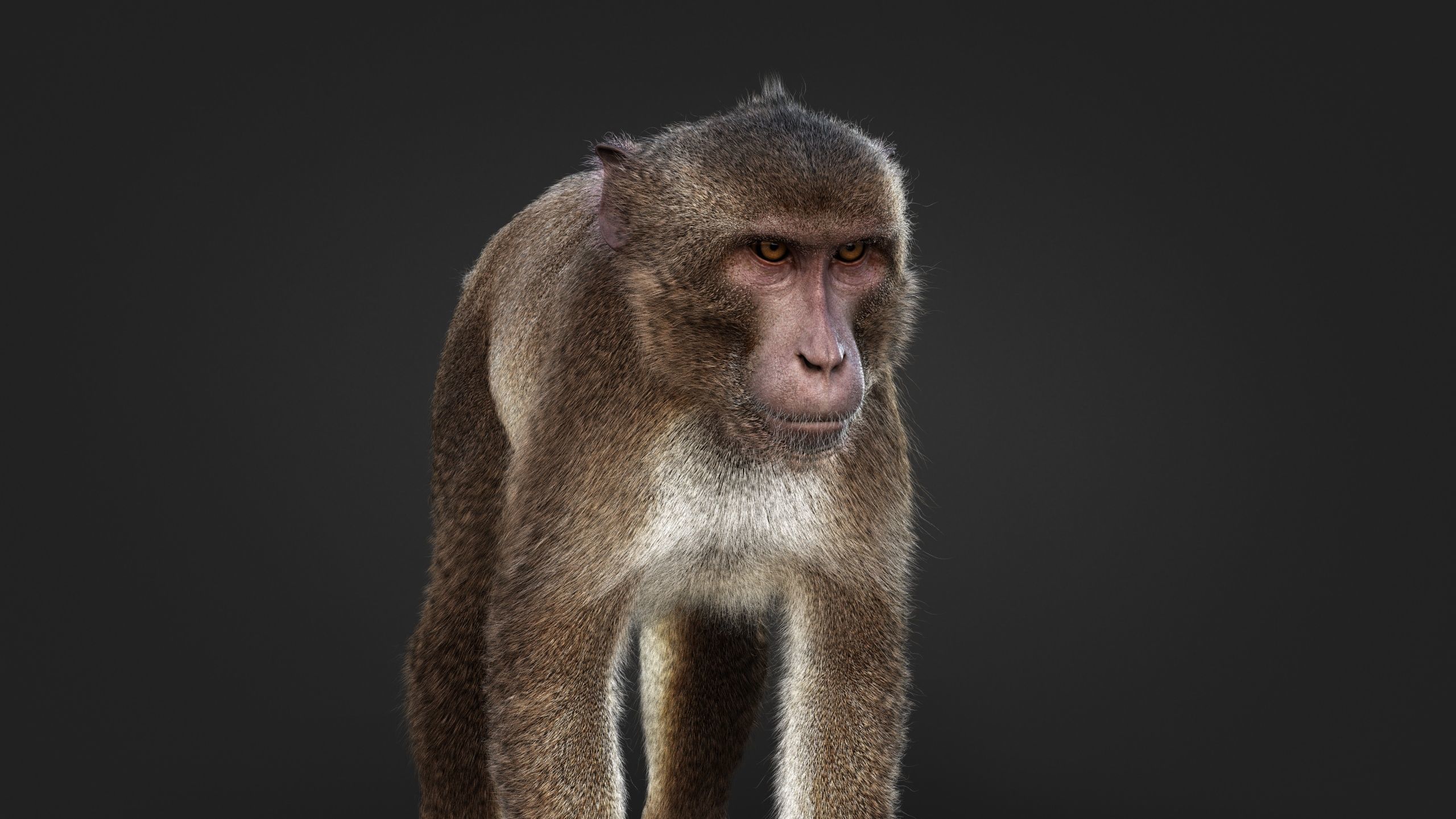 Rhesus Monkey RIG Xgen core 3D model_9
