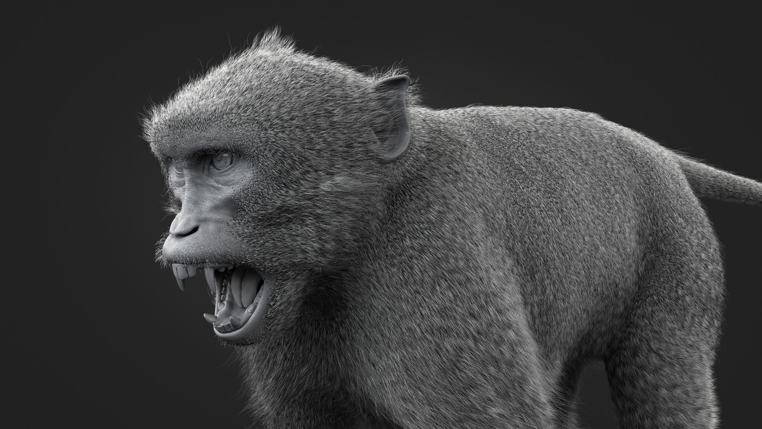 Rhesus Monkey RIG Xgen core 3D model_14