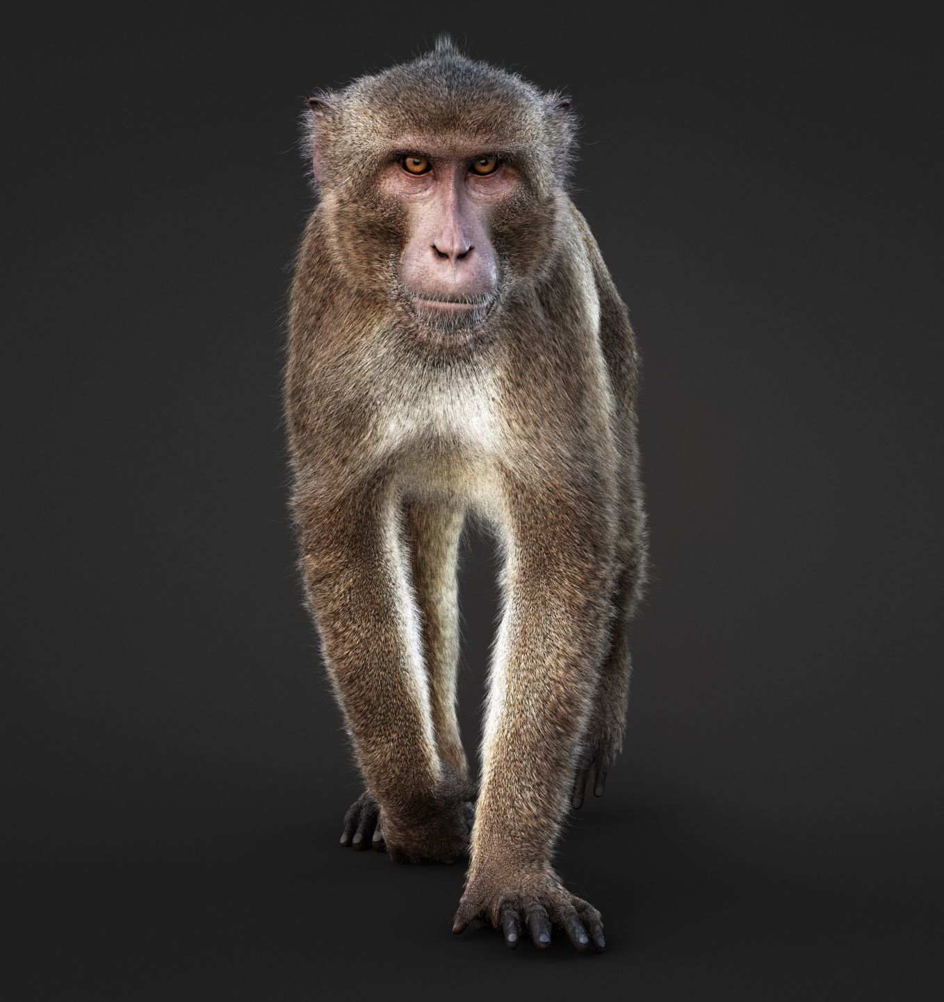 Rhesus Monkey RIG Xgen core 3D model_5