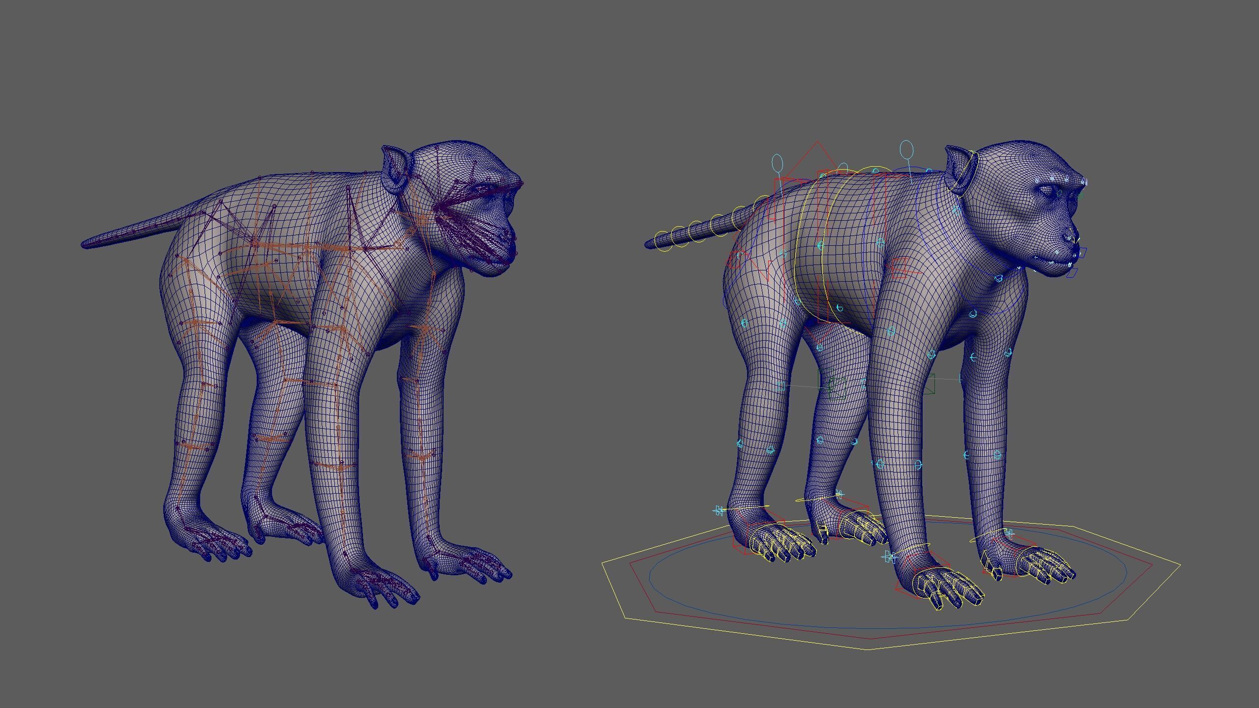 Rhesus Monkey RIG Xgen core 3D model_22