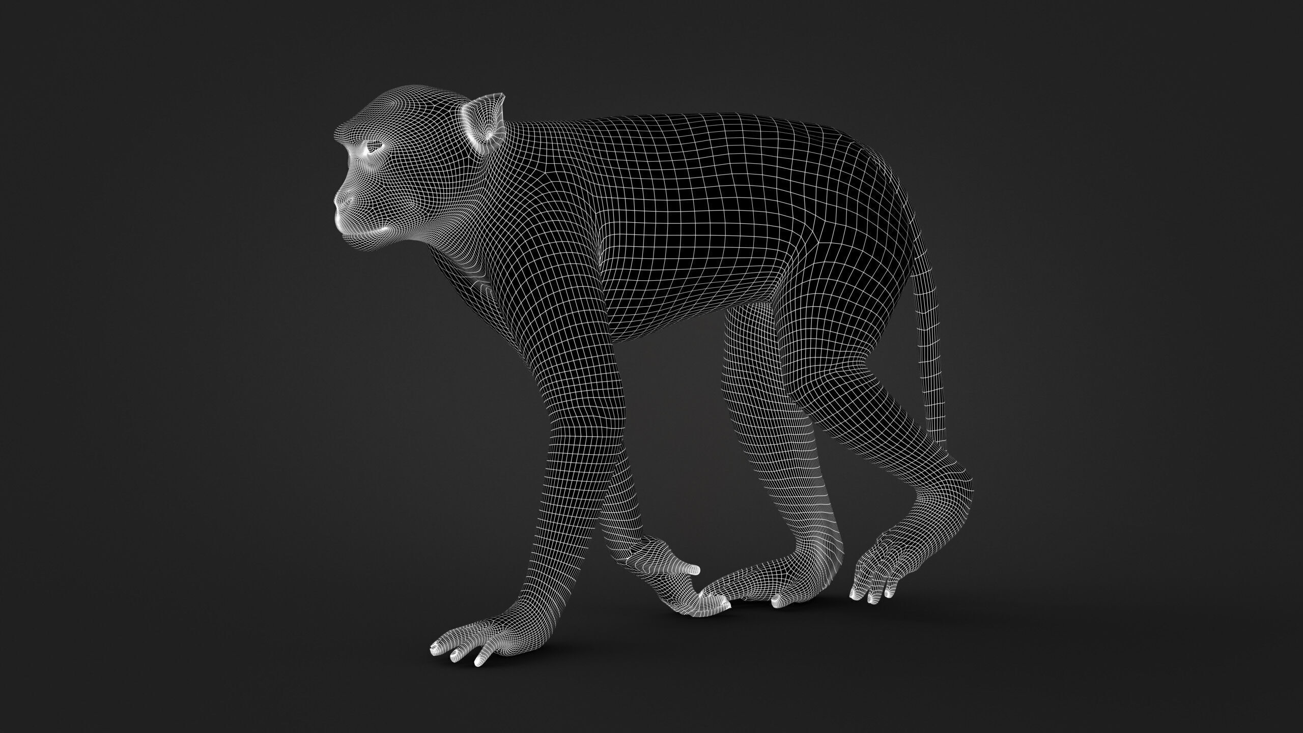 Rhesus Monkey RIG Xgen core 3D model_17
