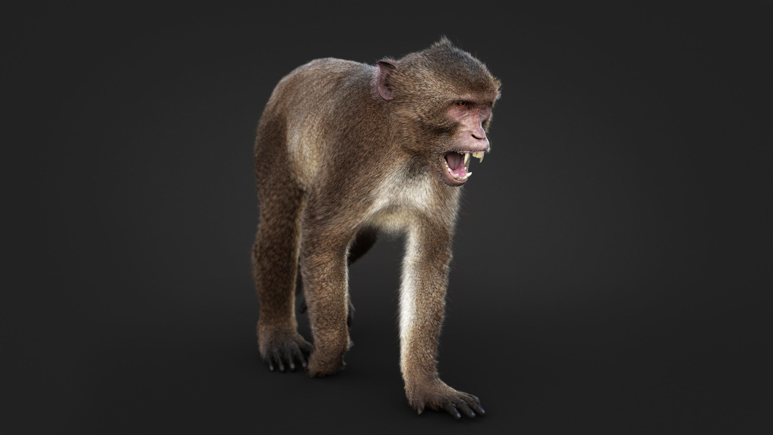 Rhesus Monkey RIG Xgen core 3D model_7