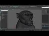 Rhesus Monkey RIG Xgen core 3D model_1
