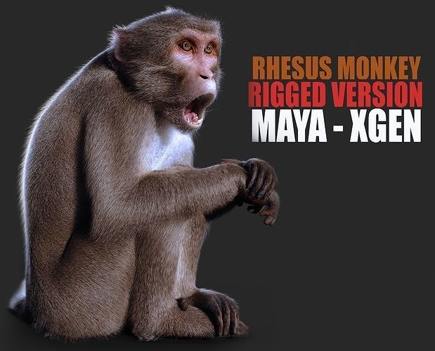 Rhesus Monkey RIG Xgen core 3D model