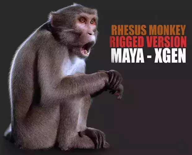 Rhesus Monkey RIG Xgen core 3D model