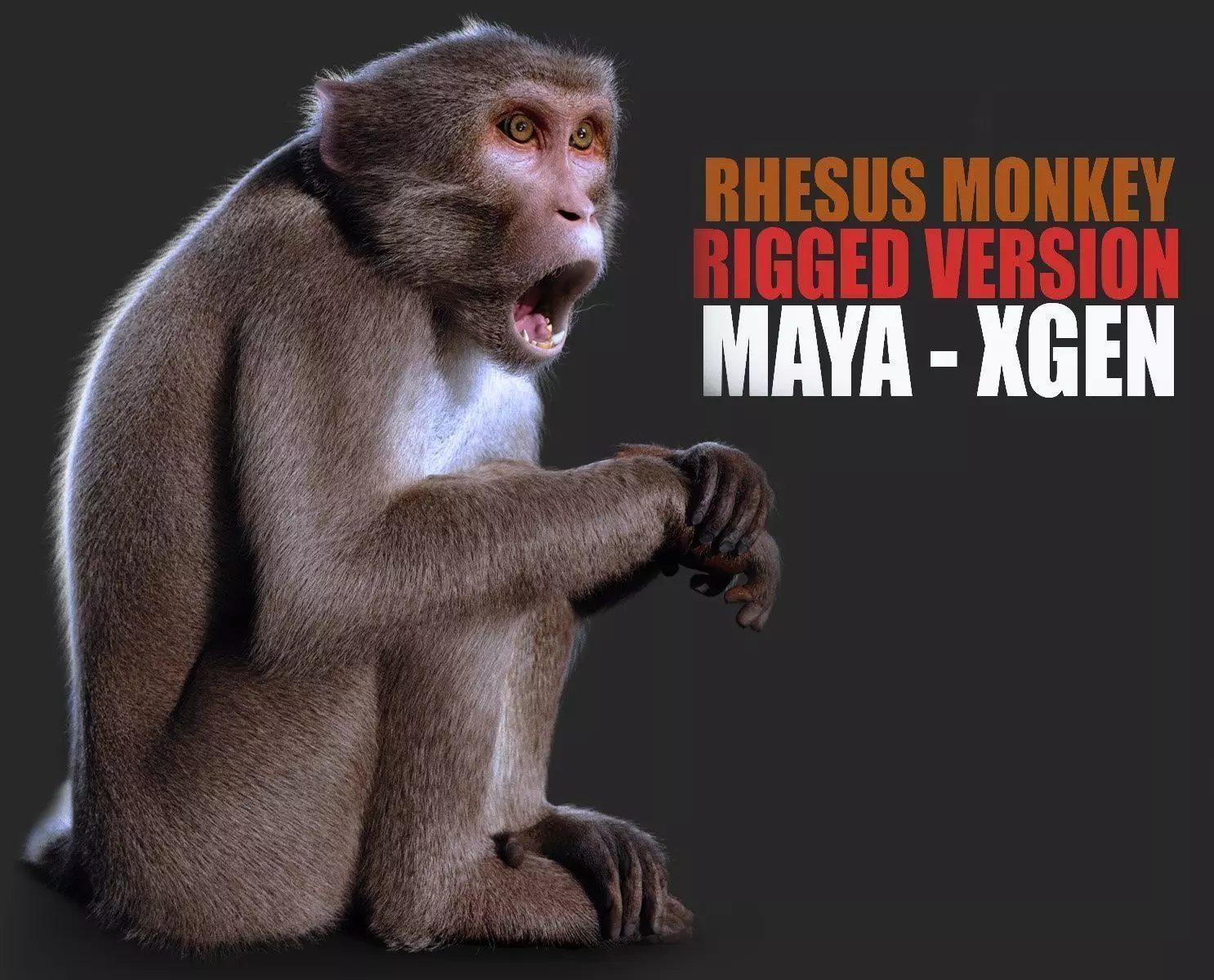Rhesus Monkey RIG Xgen core 3D model_0