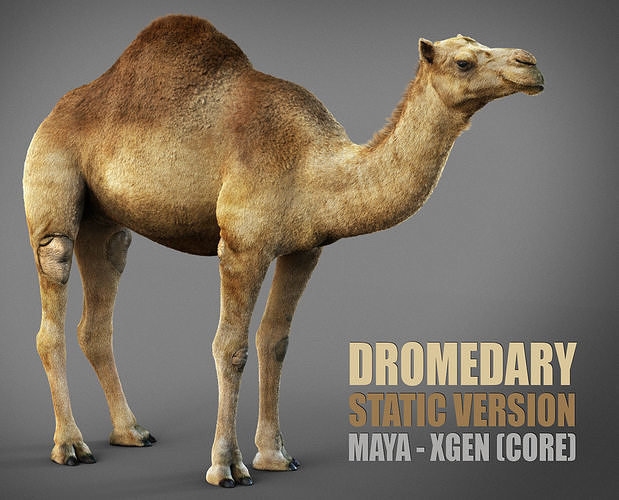 Dromedary Static Xgen core 3D model