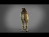 Dromedary Static Xgen core 3D model_1