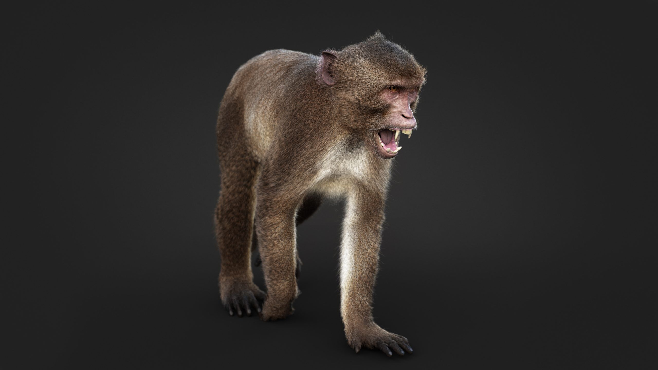 Rhesus Monkey Static Xgen core 3D model_4